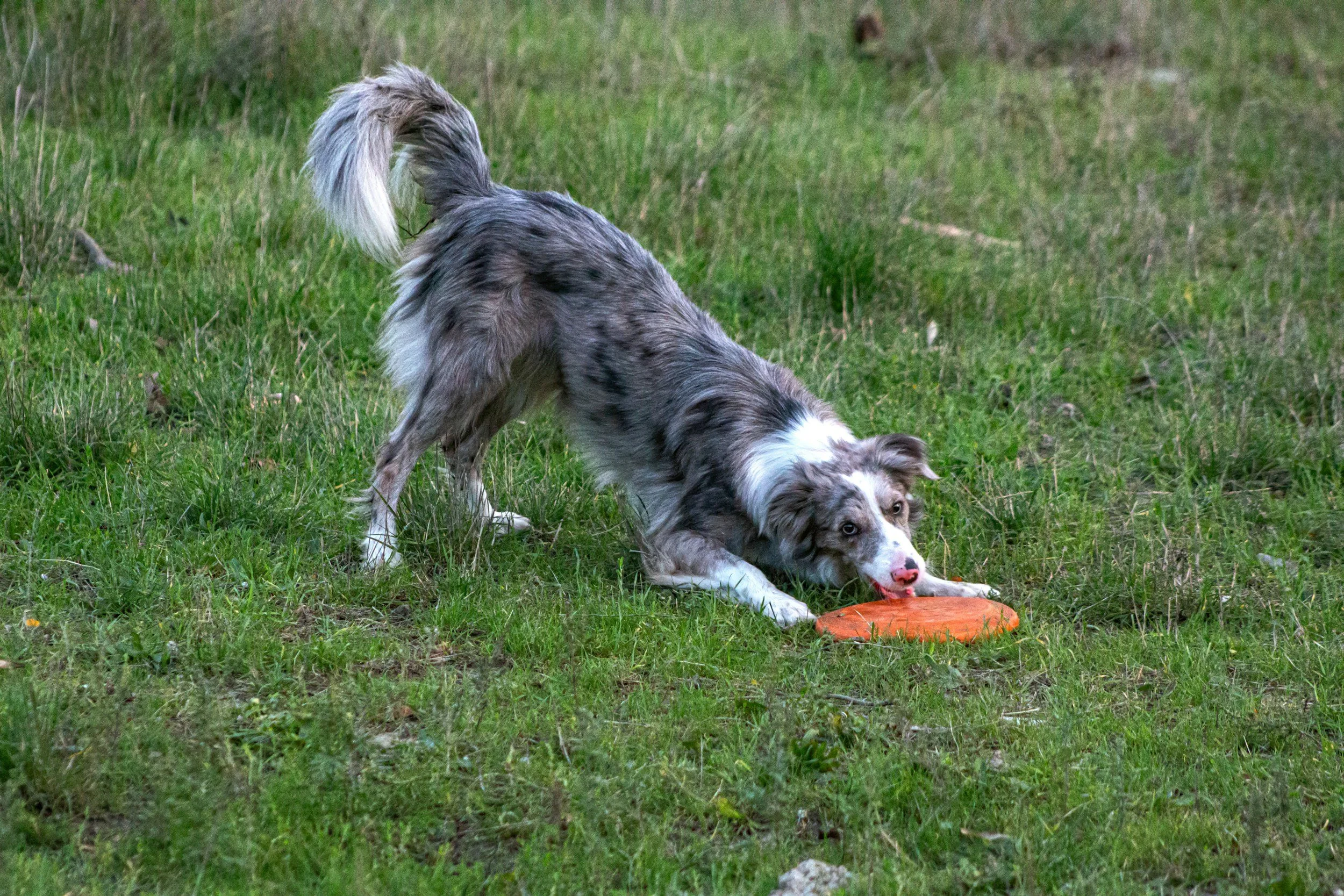 A dog with a merle coat playing with an orange frisbee on a grassy field.