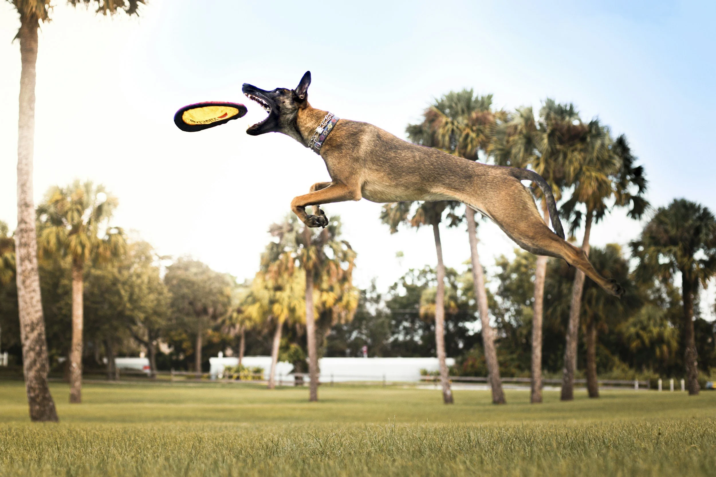 Dog jumping in the air catching a frisbee in a park with palm trees and grass.