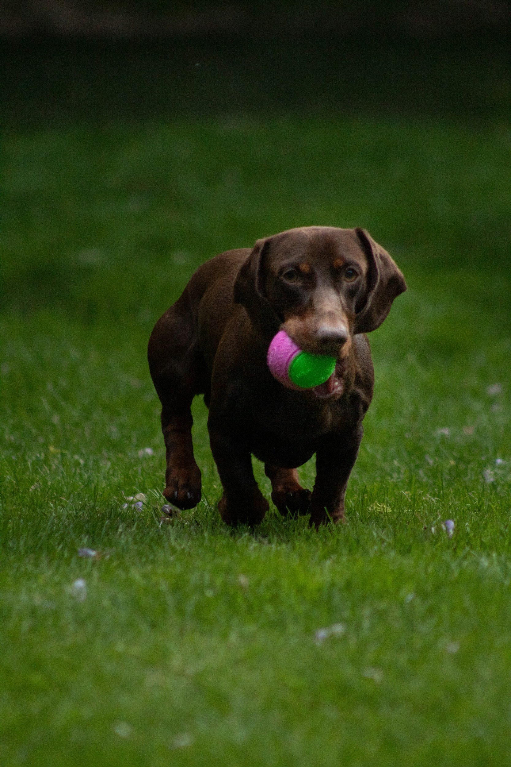 A dachshund dog running on green grass with a pink and green ball in its mouth.