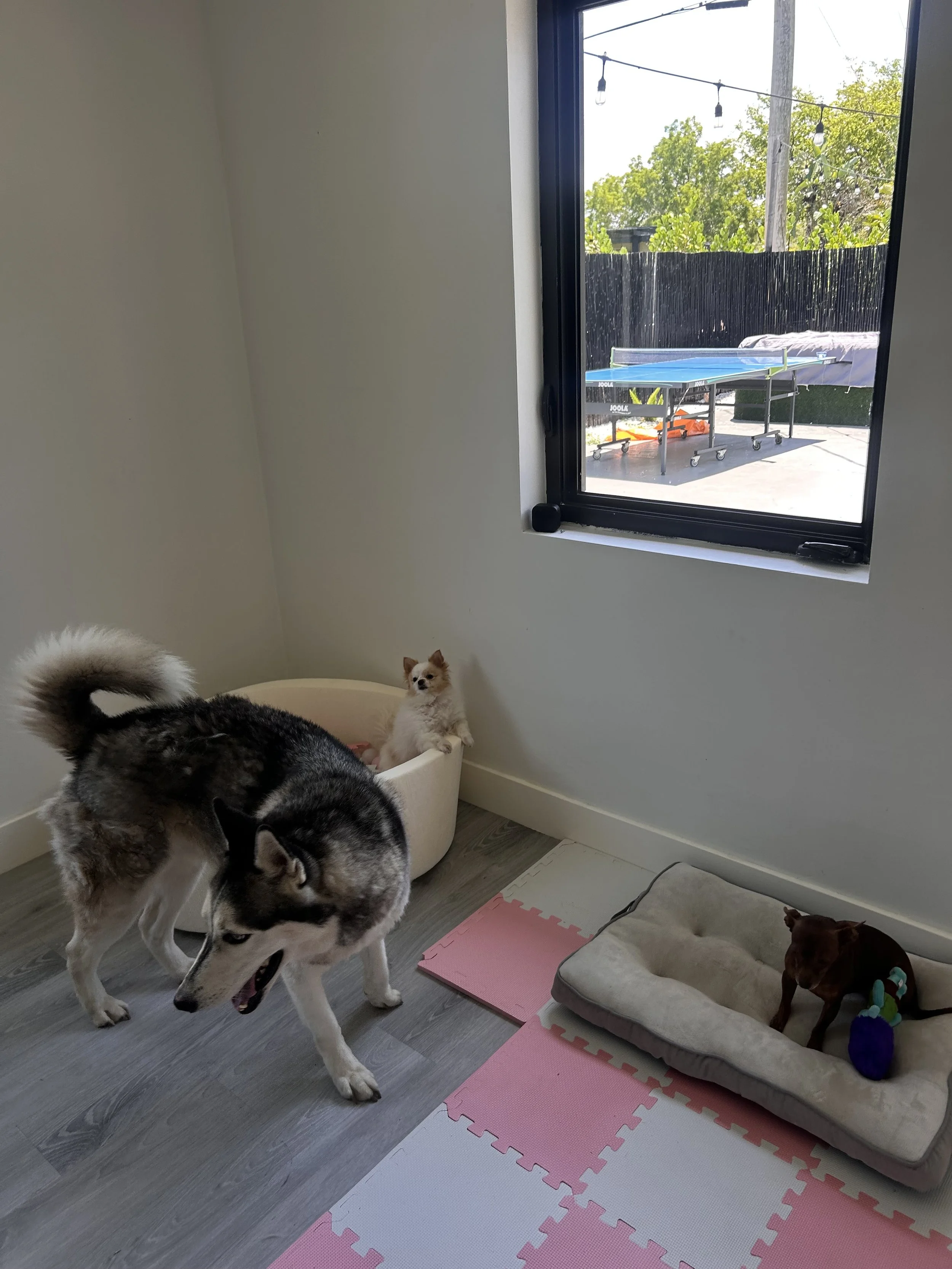 Three dogs in a room with foam mats. One large Siberian Husky, one small white dog in a round bed, and one small brown dog in a rectangular bed with a purple toy. Outside the window, a ping pong table and outdoor furniture can be seen.
