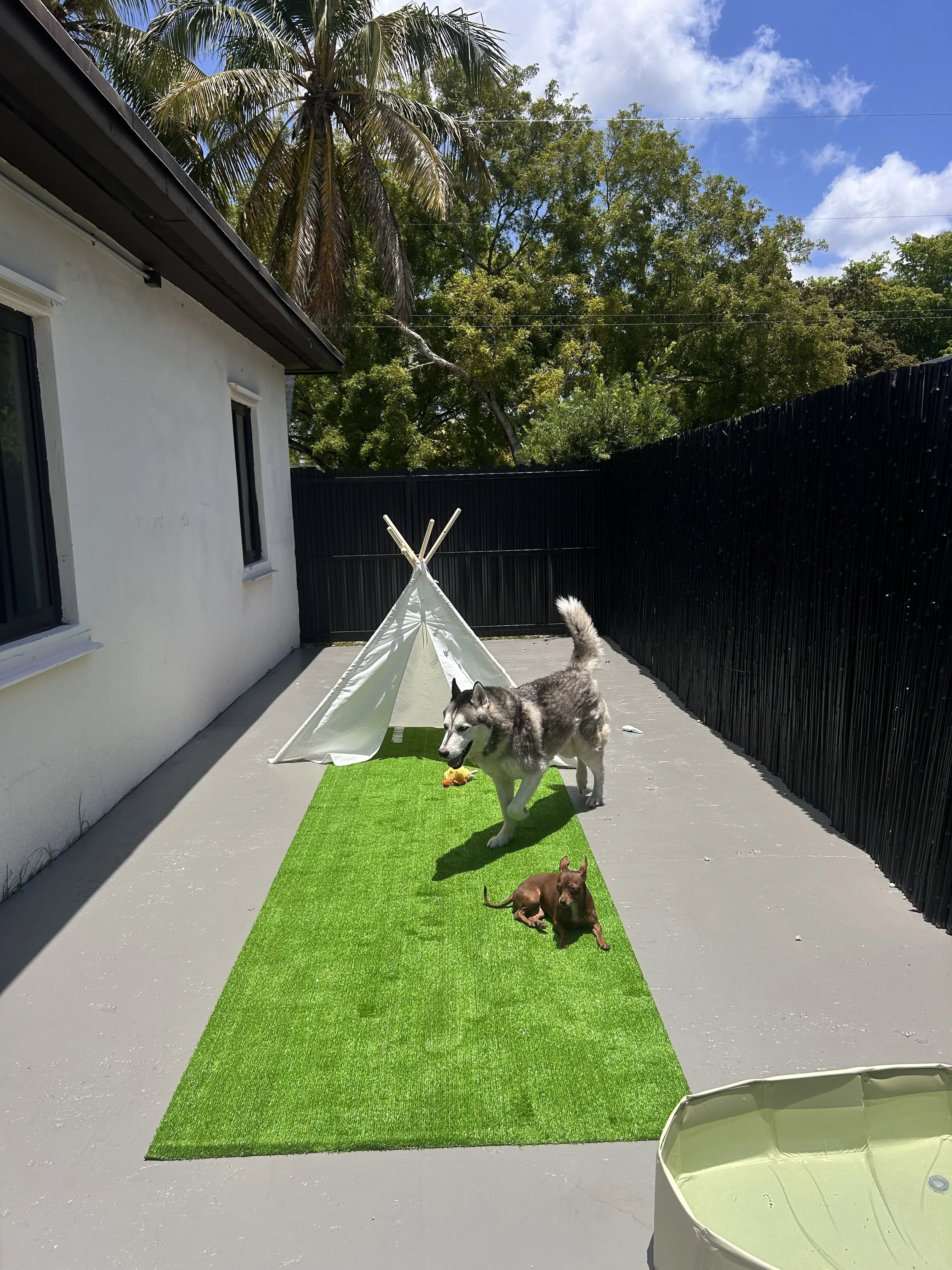Siberian husky dog and a small brown puppy on a green artificial grass mat in a backyard, with a white play tent and tropical trees in the background.
