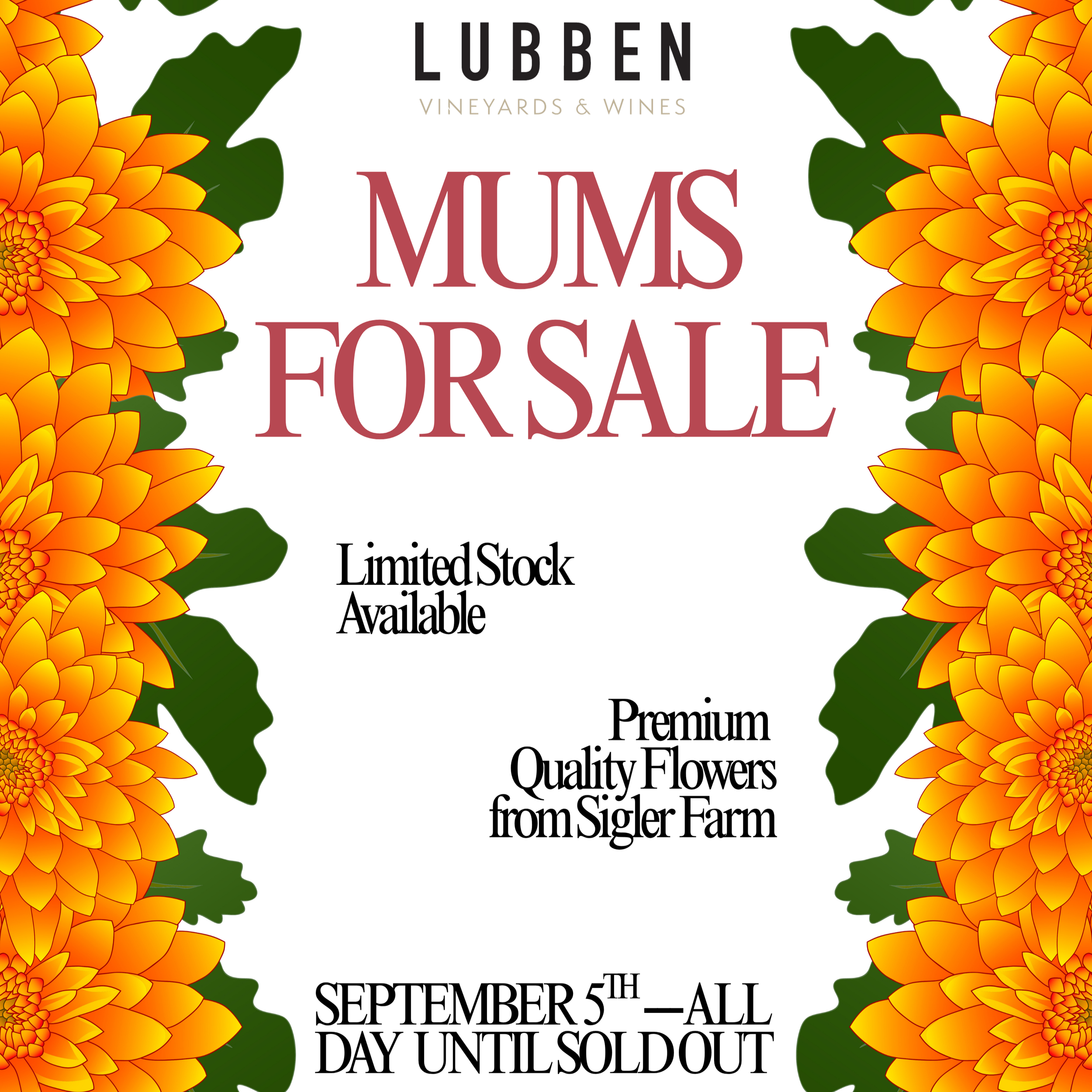 Sigler Farm Mum Sale @ LVW