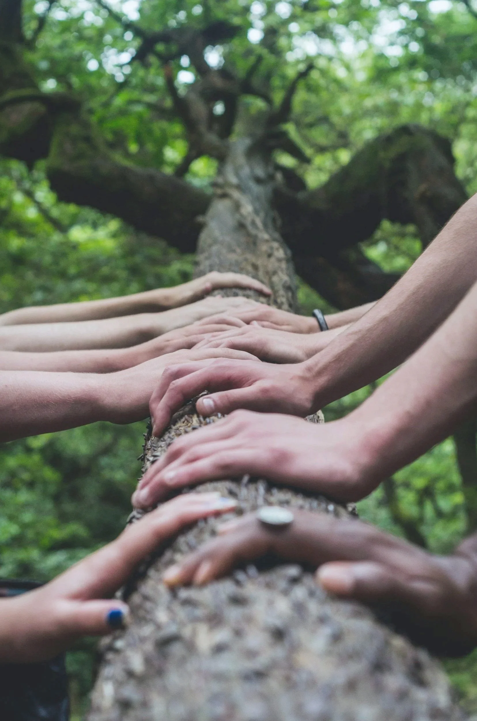 Multiple hands from different individuals reaching out and touching a fallen tree trunk in a forest with green foliage in the background.