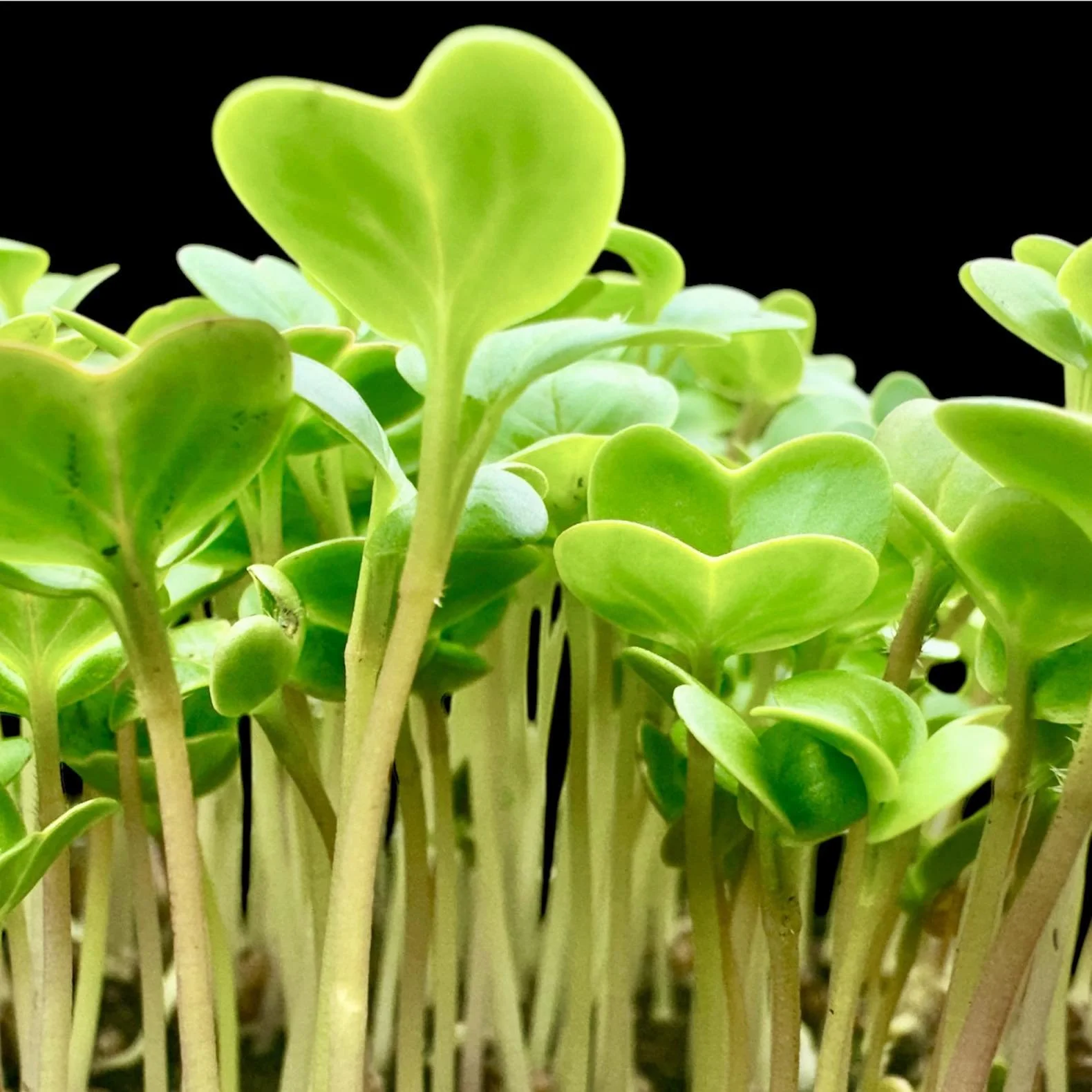 Green Goddess Microgreens