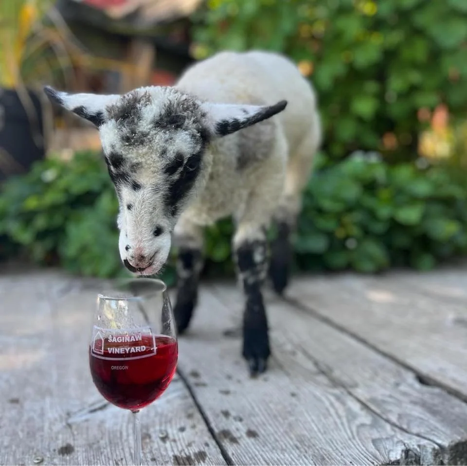 Saginaw Vineyard