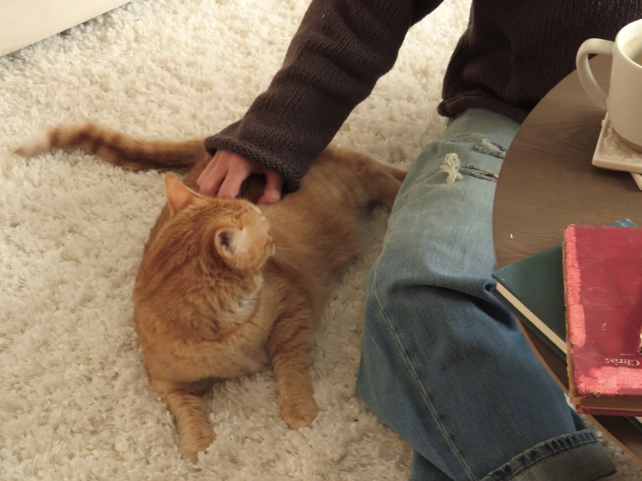 A person petting an orange tabby cat lying on a cream-colored carpet next to a person's leg wearing torn jeans. There is a table with books and a coffee mug nearby.