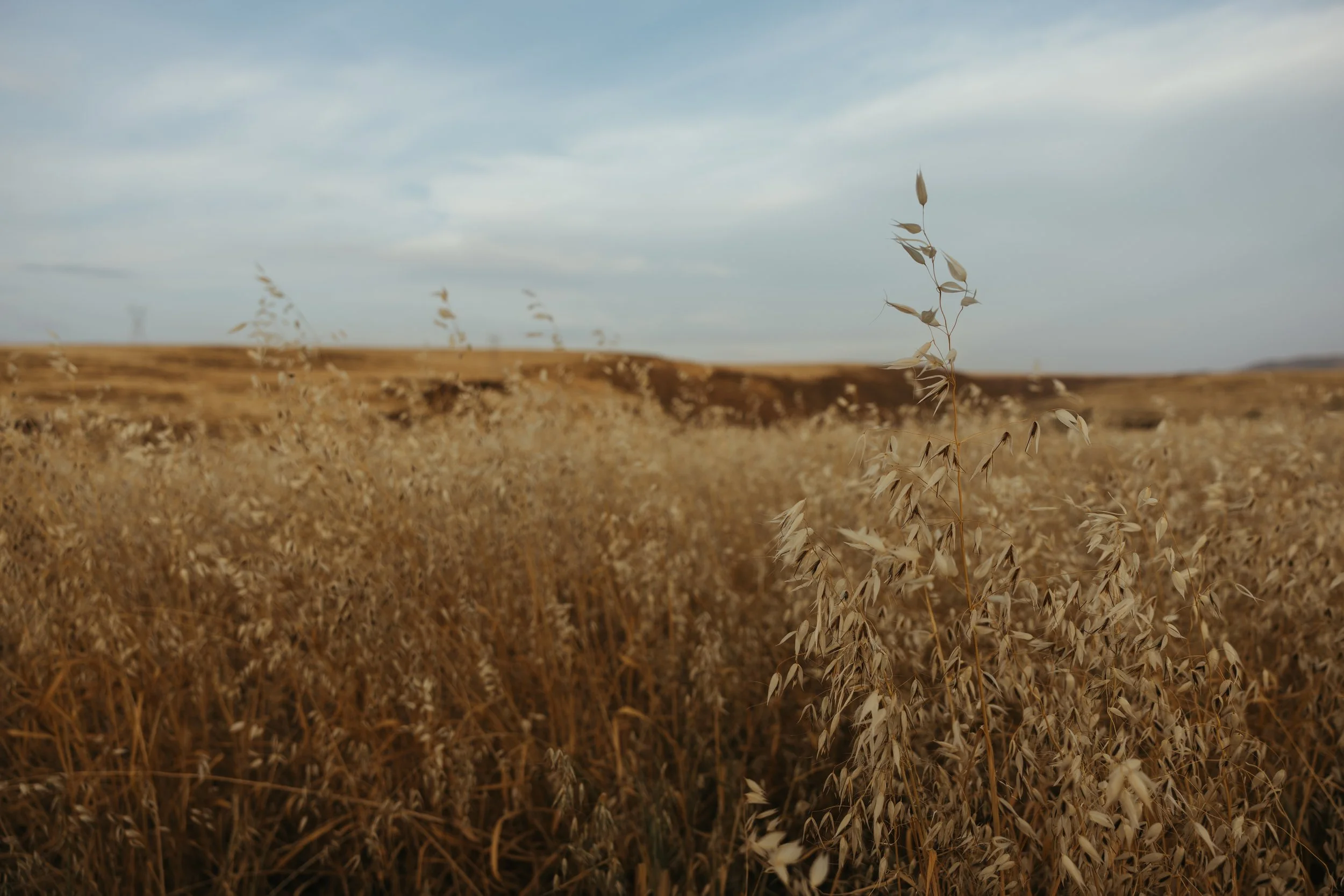 A field of tall, dry grass with a single stalk in the foreground and a cloudy sky in the background.