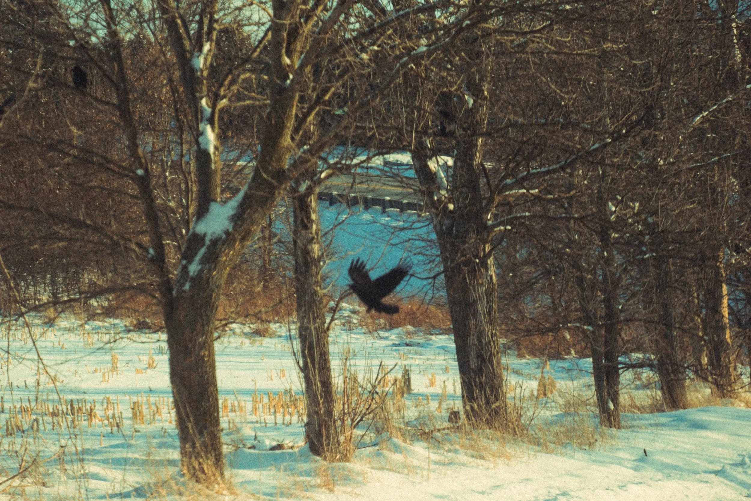 crow winter