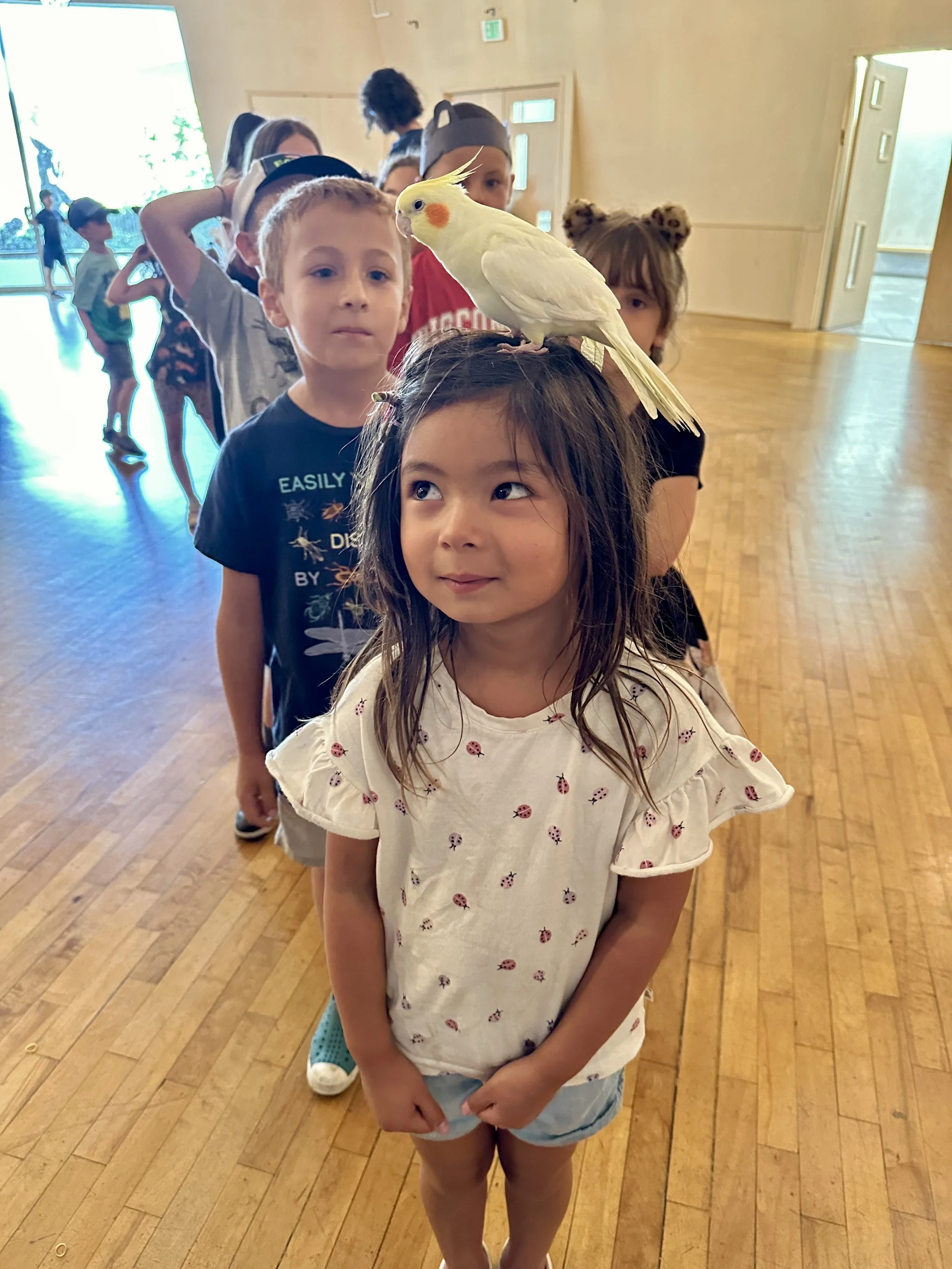 A line of young children standing indoors, with a white and yellow cockatiel perched on the head of a girl in the front. The girl has dark, wet hair and is wearing a white shirt with small ladybug patterns and blue shorts.