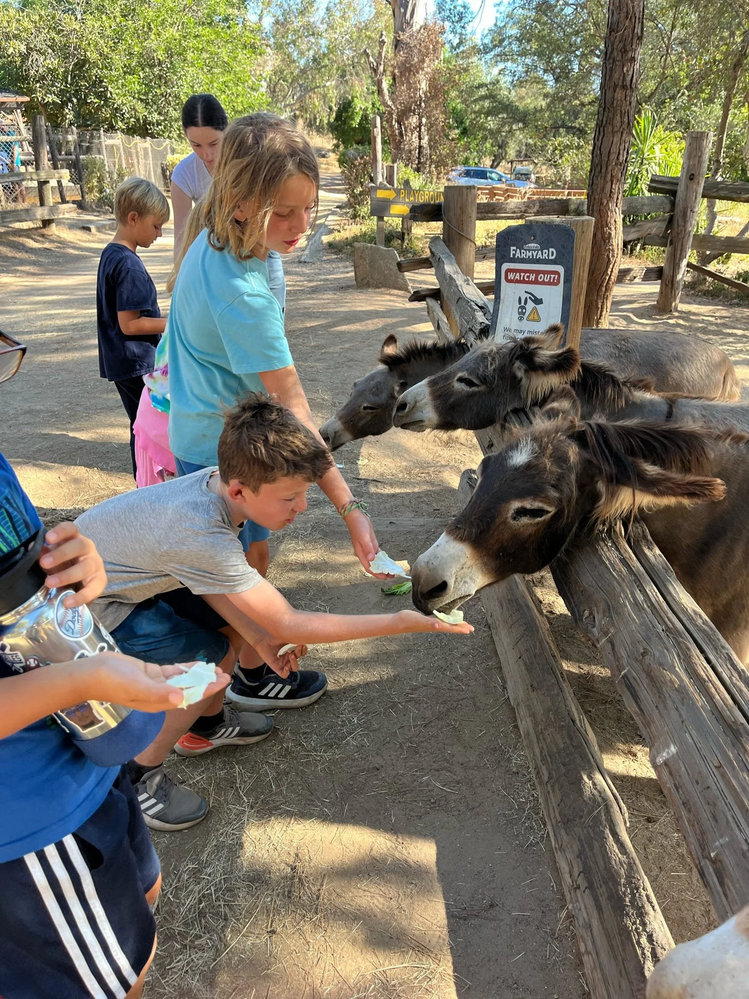 Children feeding donkeys at a farm or petting zoo, with a wooden fence and trees in the background.