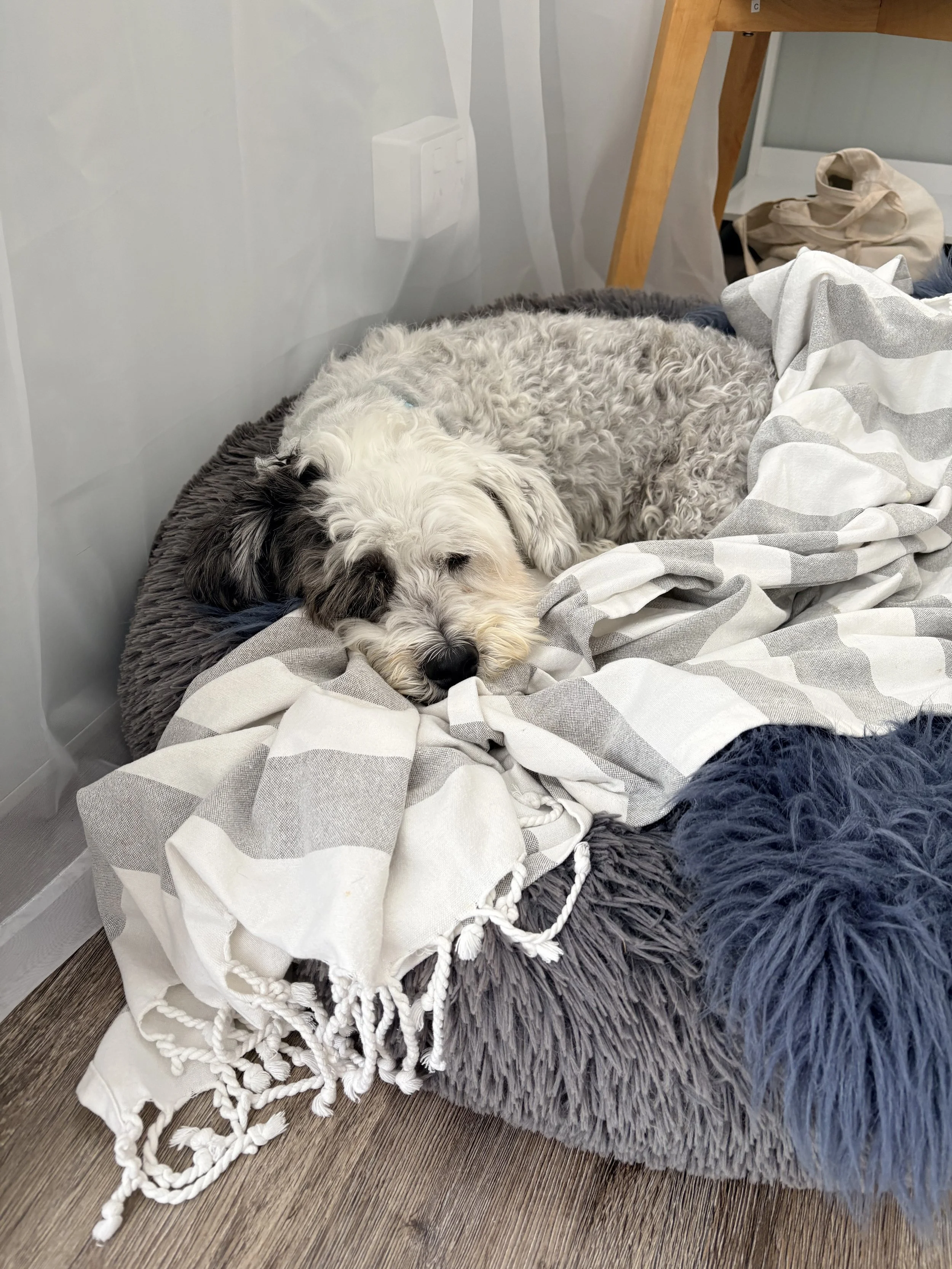 Cat and Canine Muscle Release Therapy