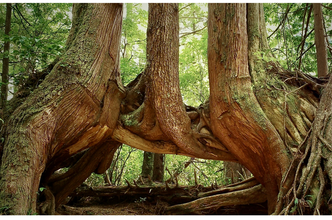 A close-up view of intertwined tree trunks and roots in a dense green forest.
