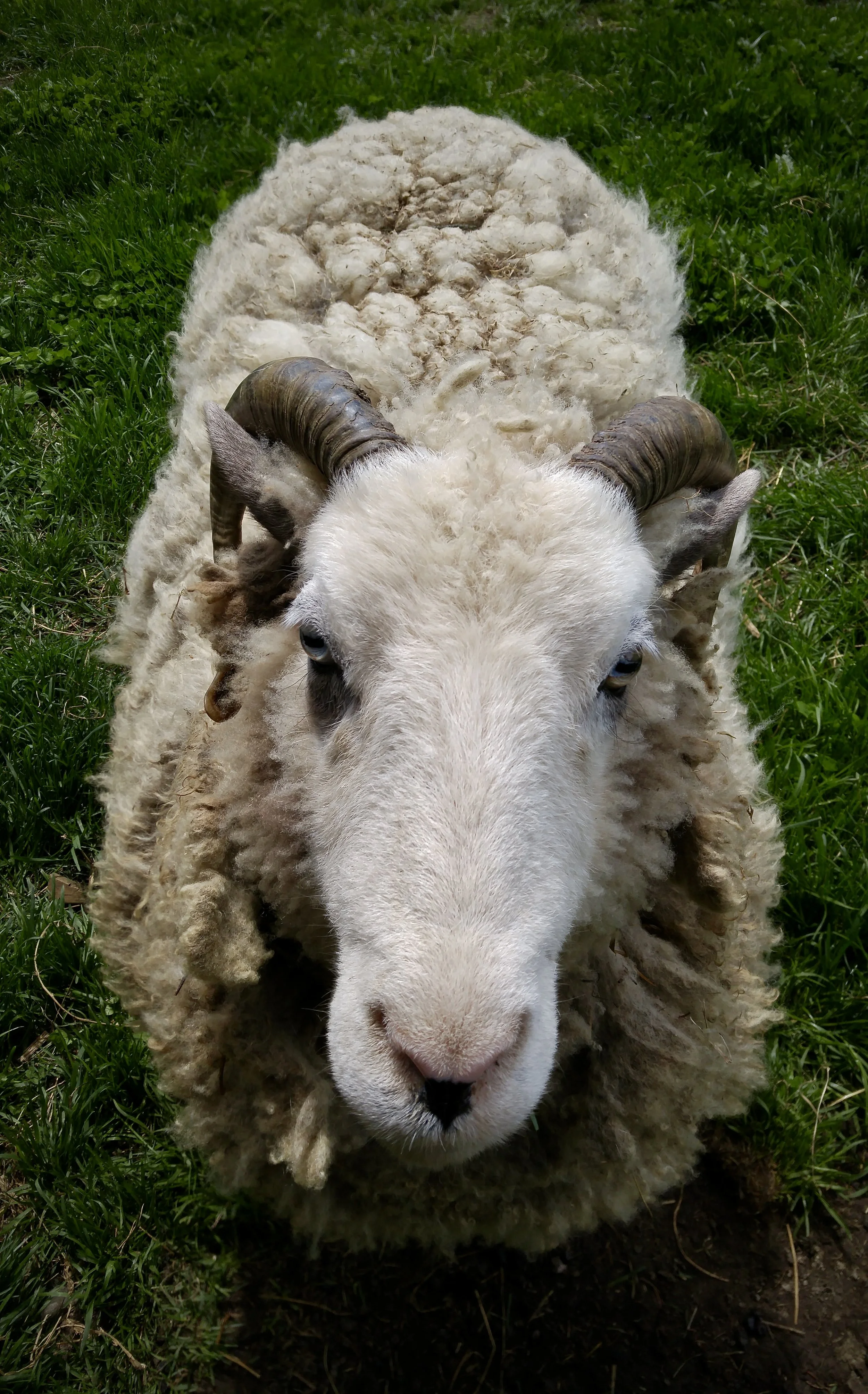 A close-up of a sheep lying on green grass, facing the camera, with fluffy wool and curved horns.