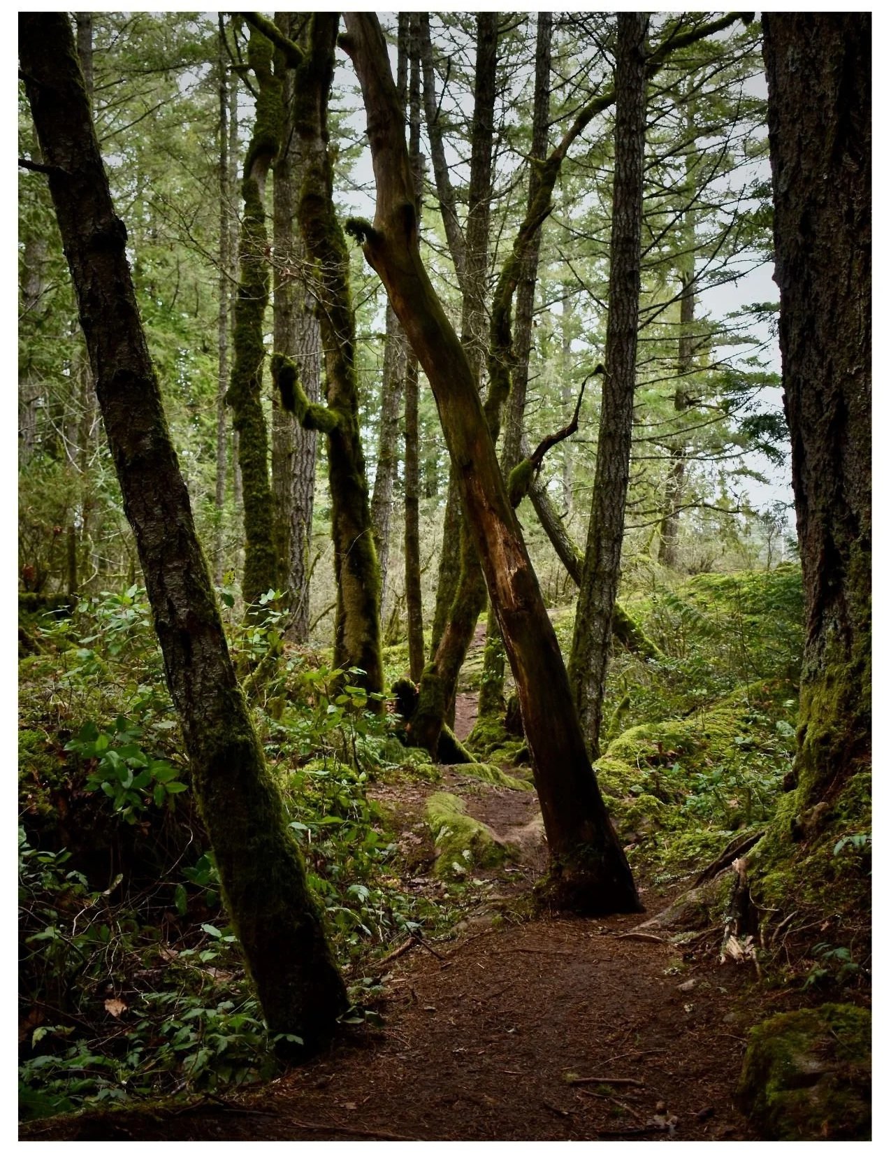 A forest trail with tall trees, moss-covered branches, and green foliage.