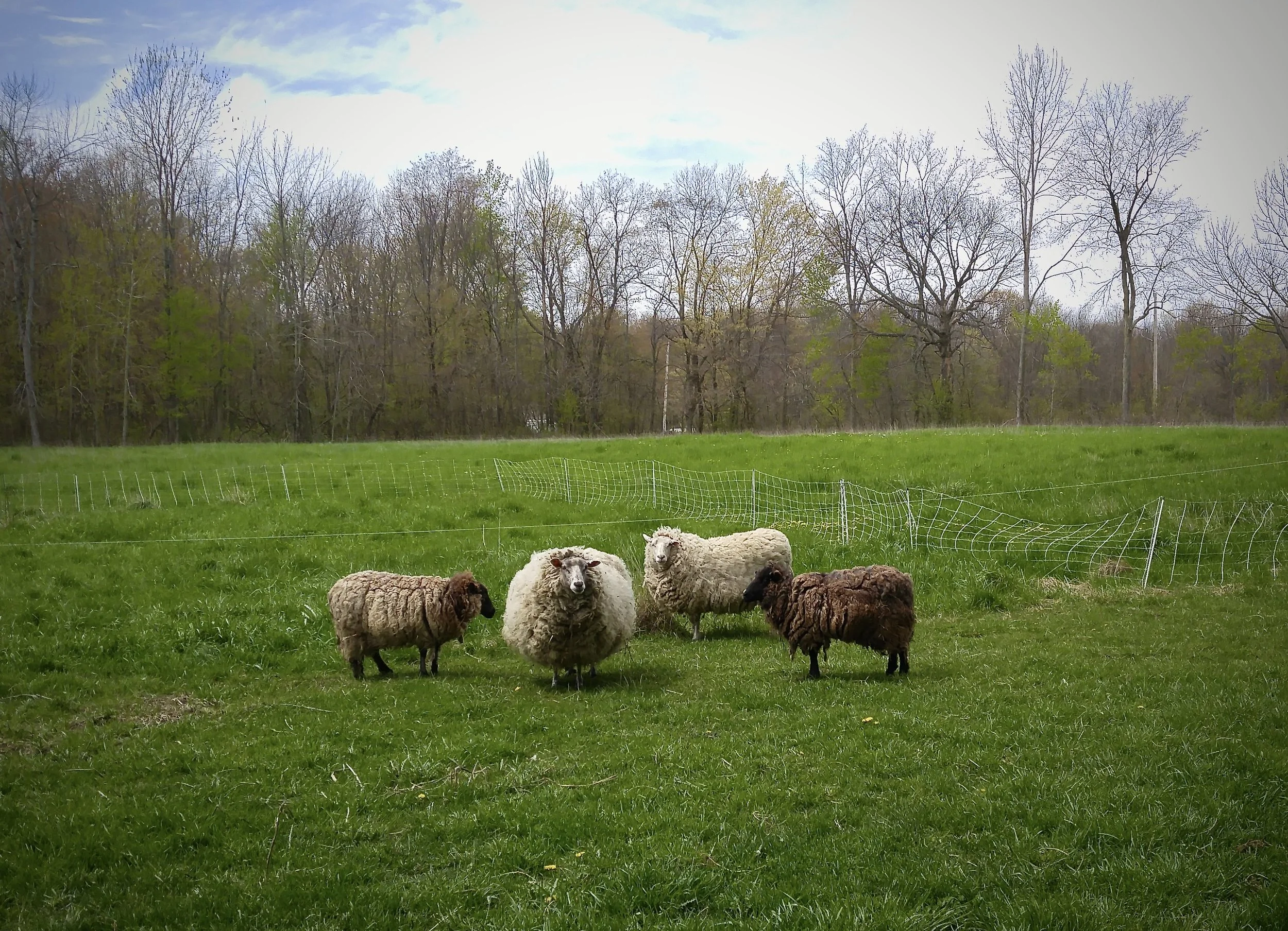 Four sheep standing on a grassy field, with trees in the background and a partly cloudy sky.