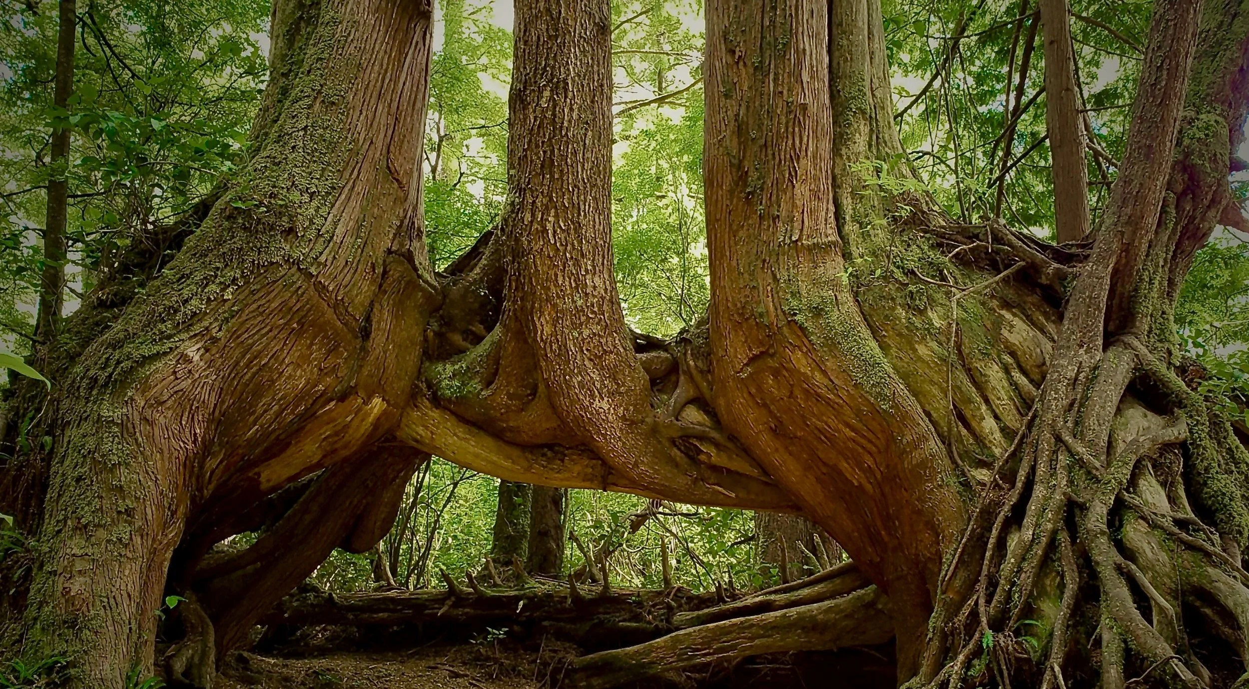 Three cedar tress in a lush green forest.that have grown beyond a decayed nursing tree.  The joined trees have massive, intertwined roots and thick, textured bark.