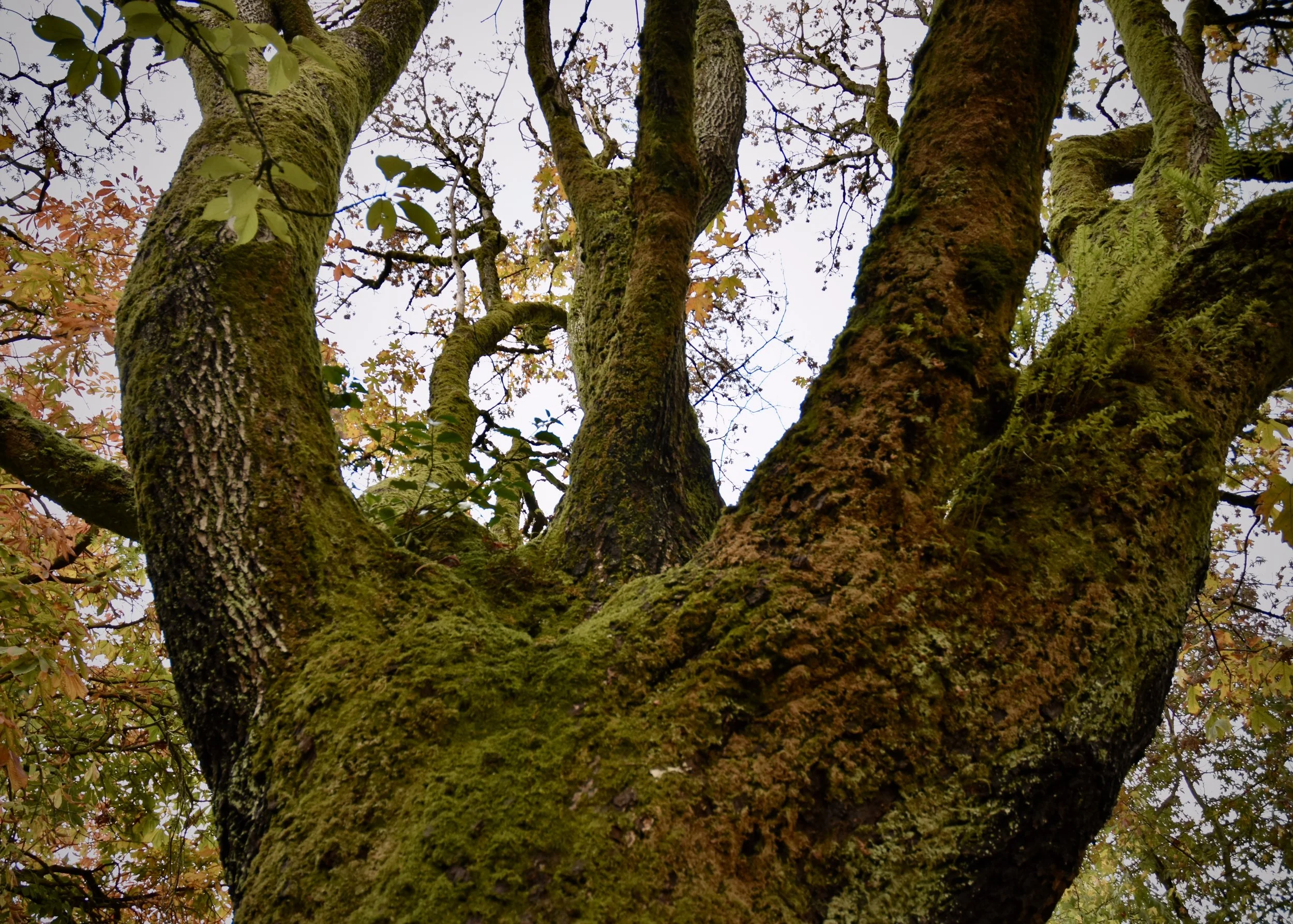 Close-up view of a moss-covered tree trunk and branches extending upwards with some leaves and overcast sky visible.