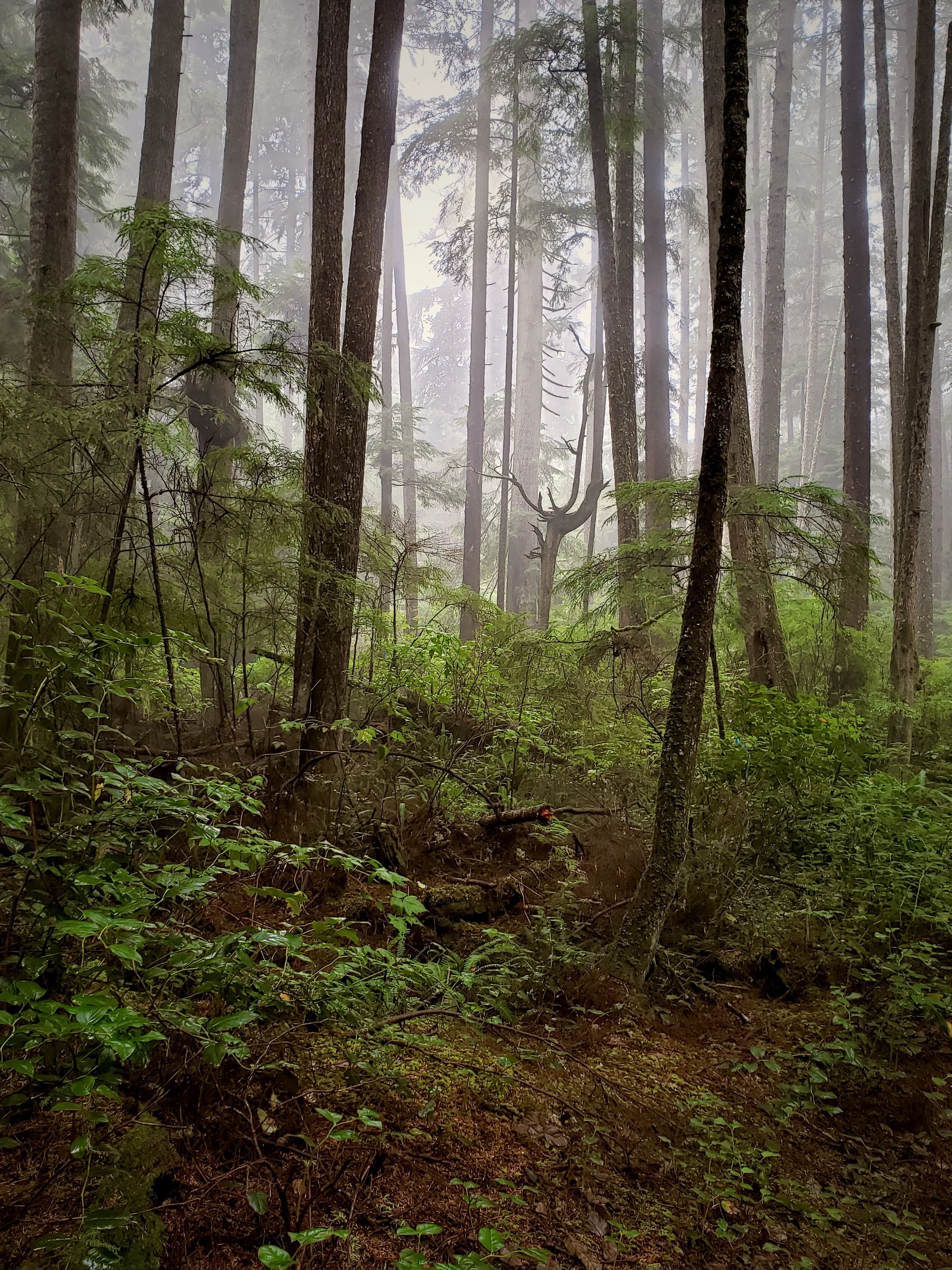 Misty forest scene with tall trees, dense green bushes, and fog in the background.