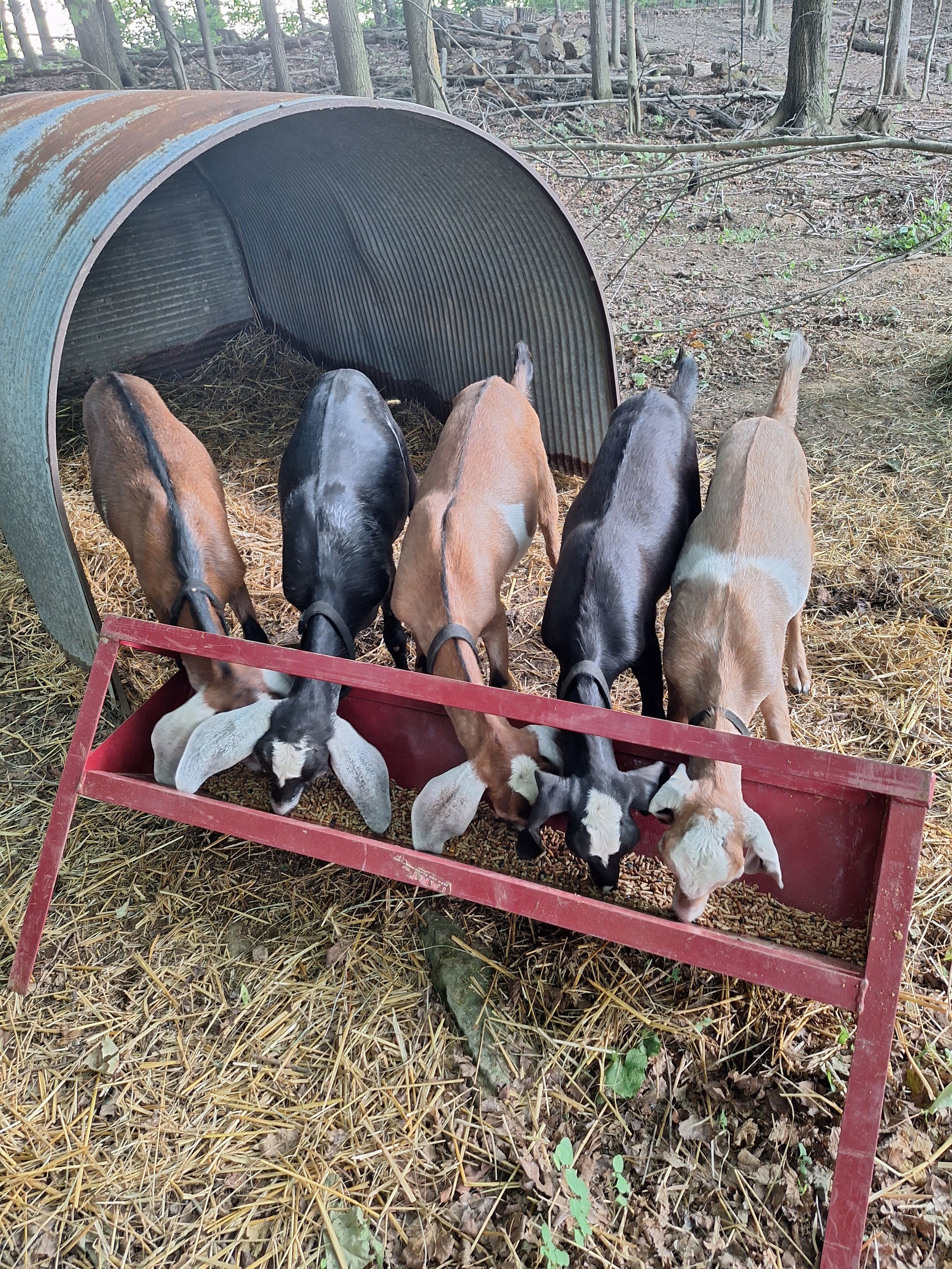 Six goats eating from a red feeding trough outdoors near a metal shelter in a wooded area.