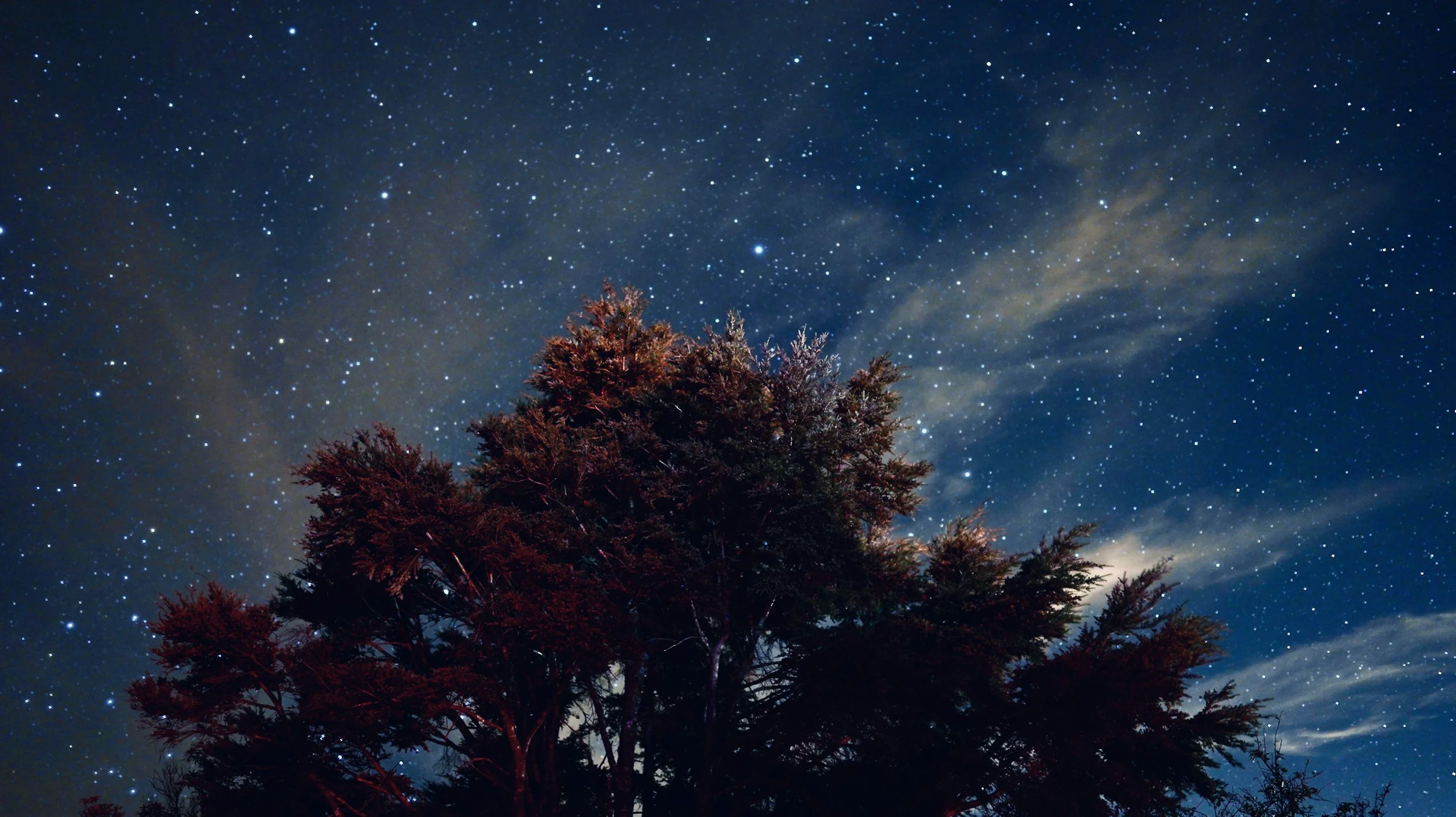 Night sky filled with stars above a silhouette of a large tree with high branches.