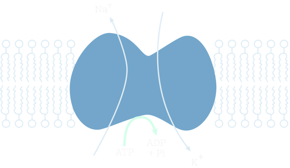 A diagram showing the Na-K-ATPase pump, where sodium is pumped out of the cell.