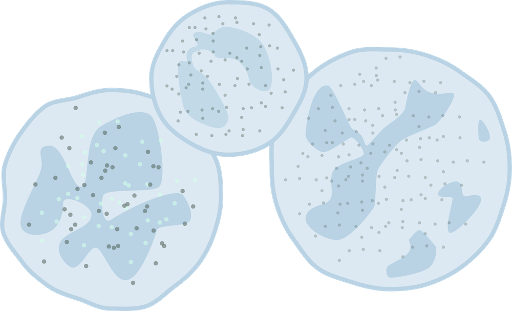 Inflammatory cells found in a lung