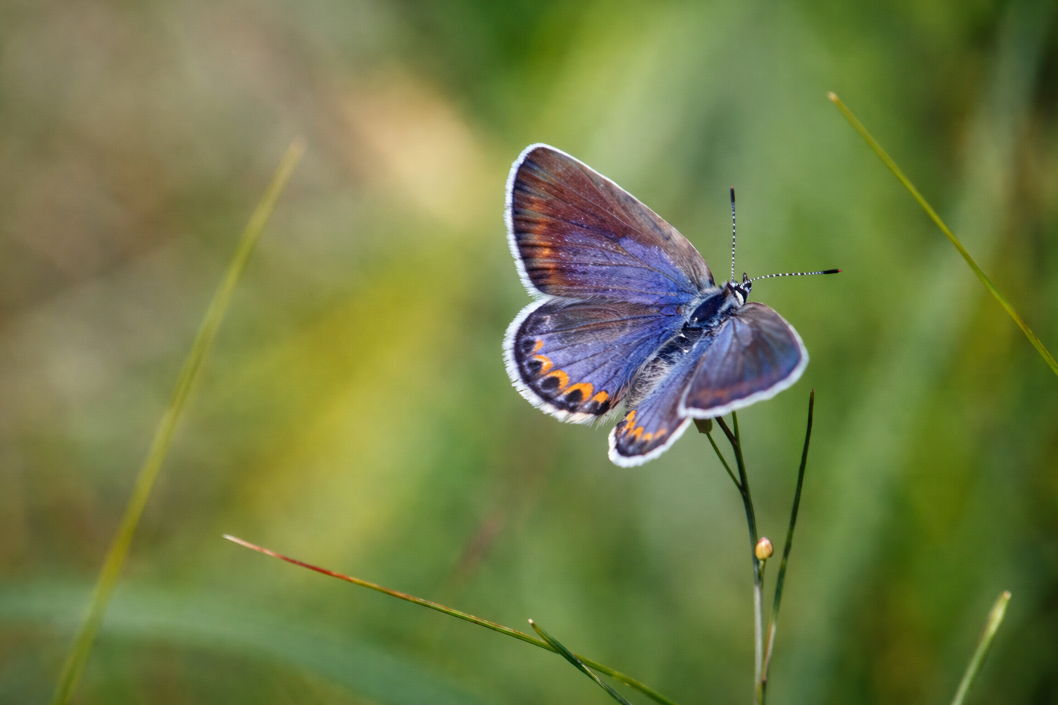 How I became an accidental novelist by pursuing the story of an endangered butterfly