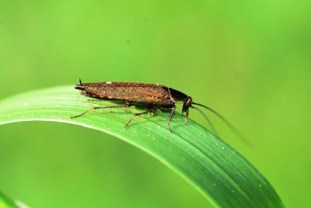 Here’s what’s good about cockroaches