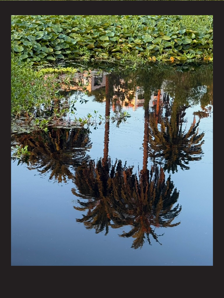 Reflection & Refraction - Echo Park is a neighborhood in East Los Angeles, California, centered around the historic Echo Park Lake, an oasis within the city's urban landscape. Originally transformed from a reservoir into a public park in 1891, the ar