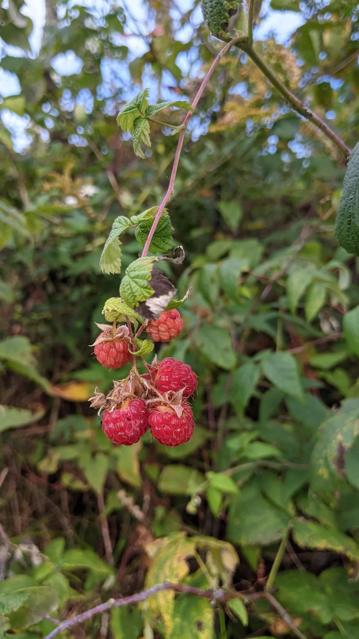 original_berries1.jpg