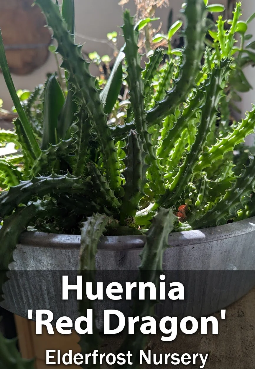 Huernia 'Red Dragon' Succulent | Established Starter Plant