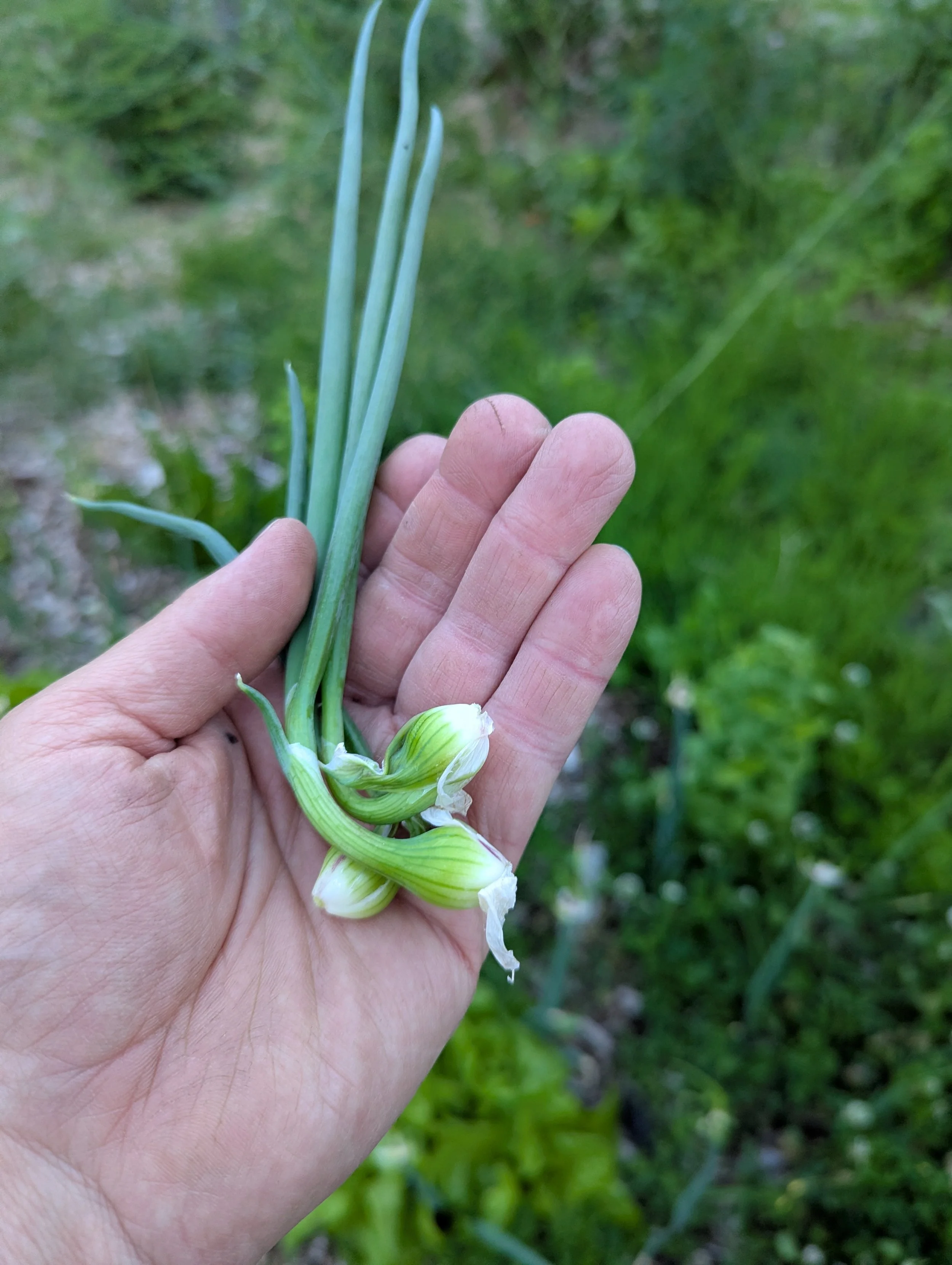 young_walking_onion1.jpg