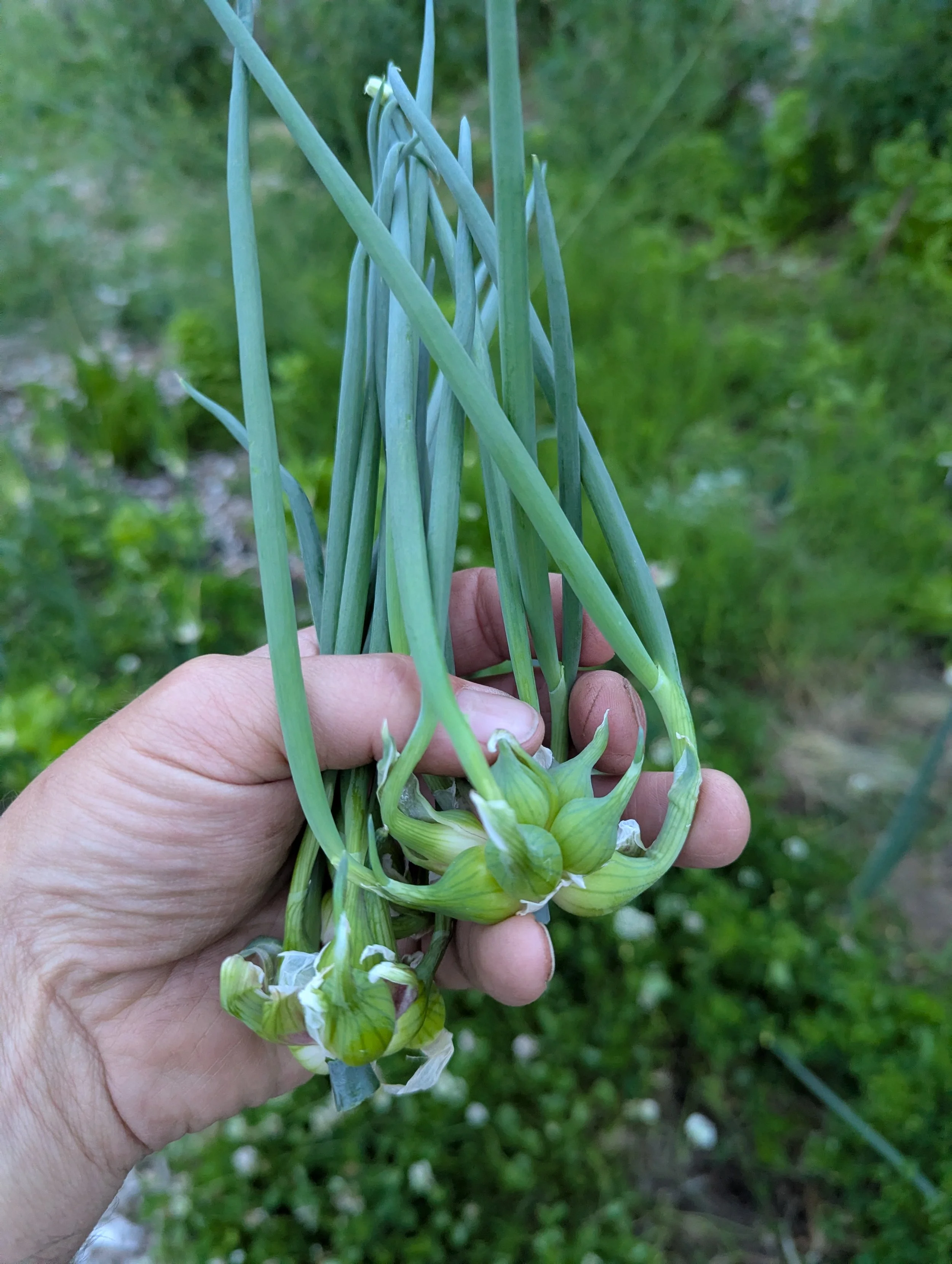 young_walking_onion.jpg