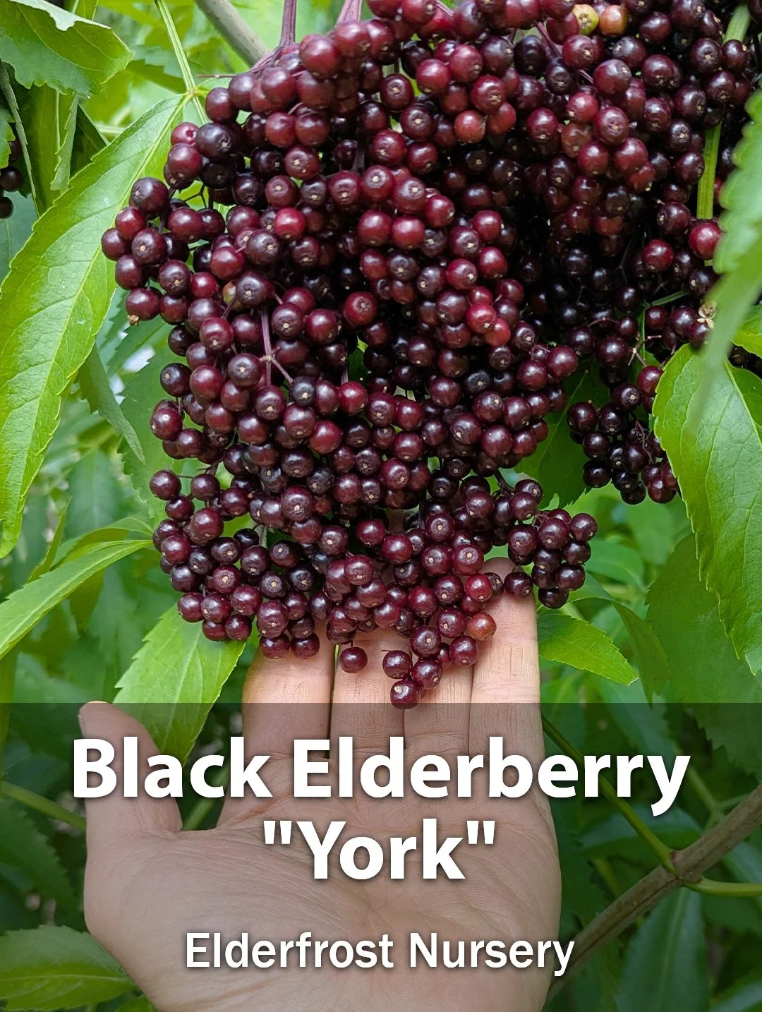 Main_image_label_york.jpg