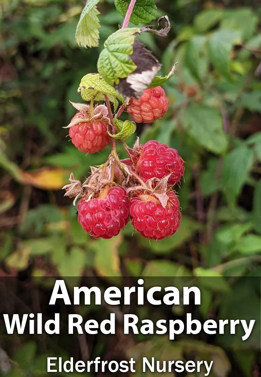 Native New England Thornless Raspberry (American Wild Raspberry, Greyleaf Raspberry, Common Raspberry)