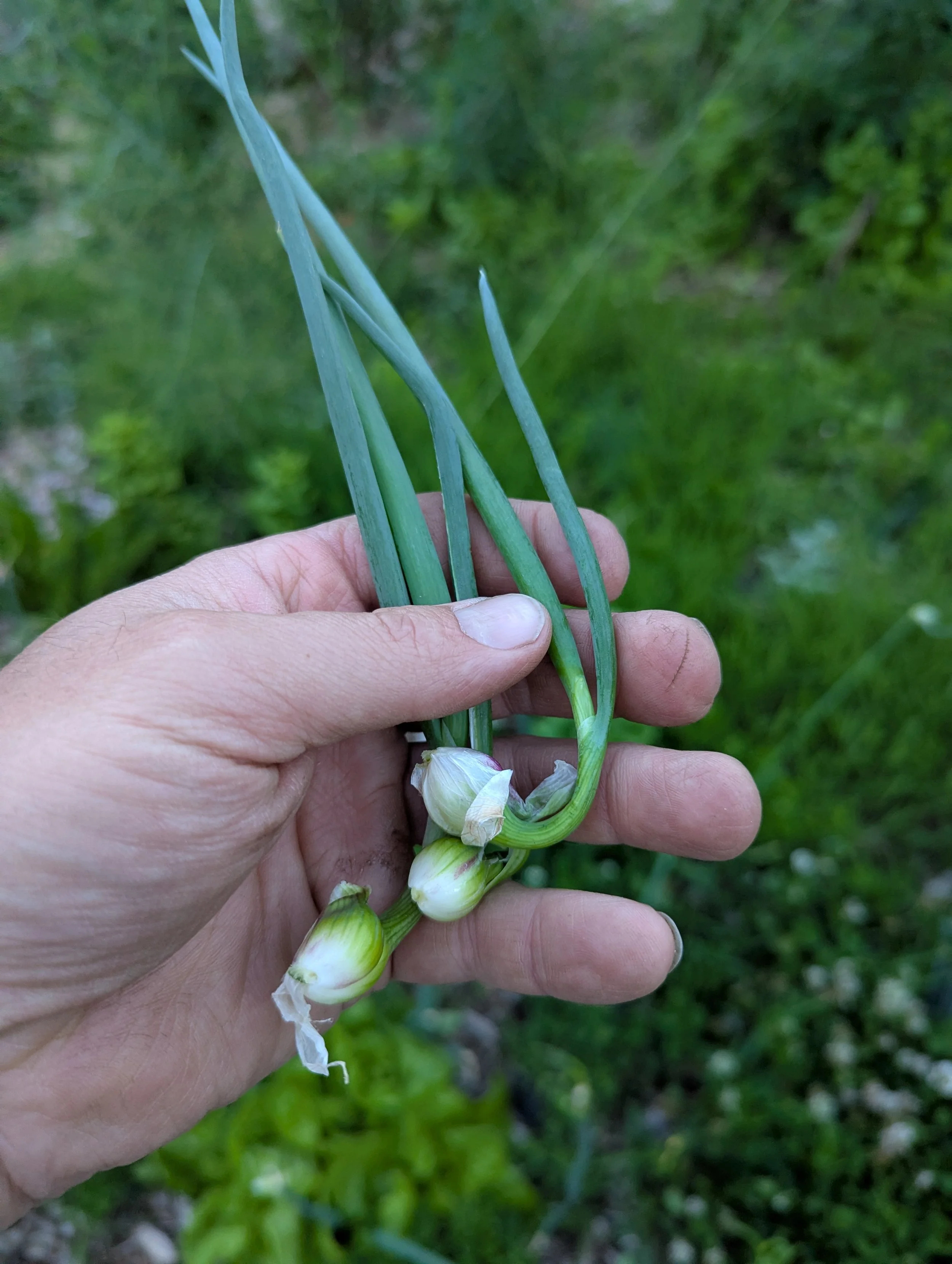 young_walking_onion2.jpg