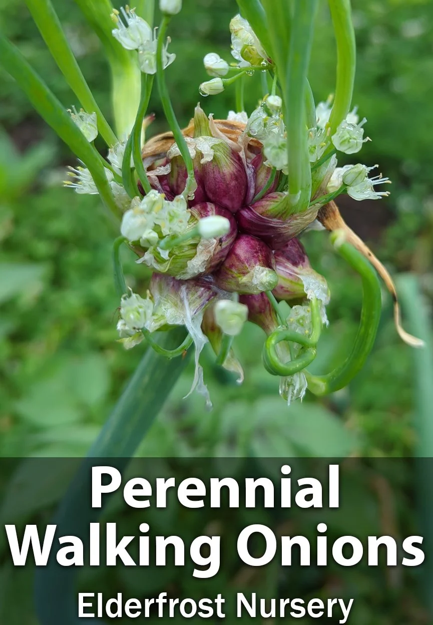 Walking Onion Bulbs: Perennial Live Plants - Edible Greens
