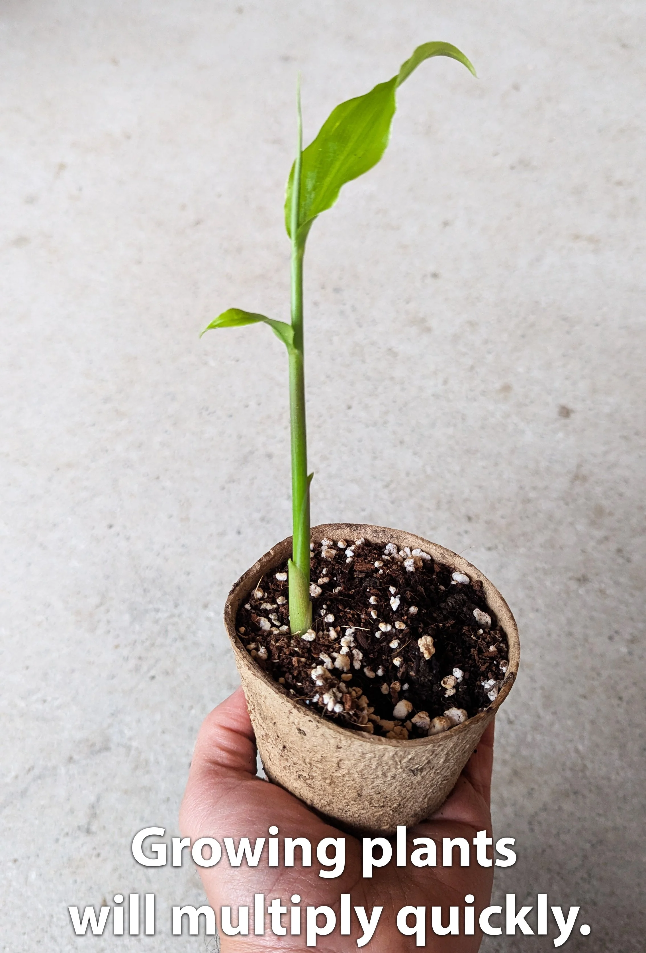 growing_plant_text.jpg