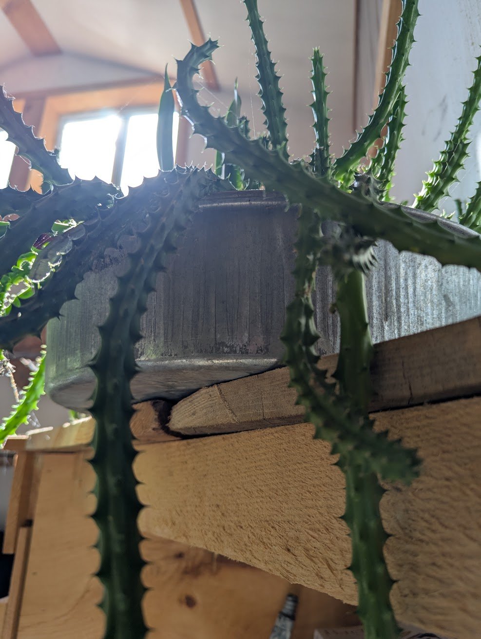 PXL_20250422_194423803.jpg