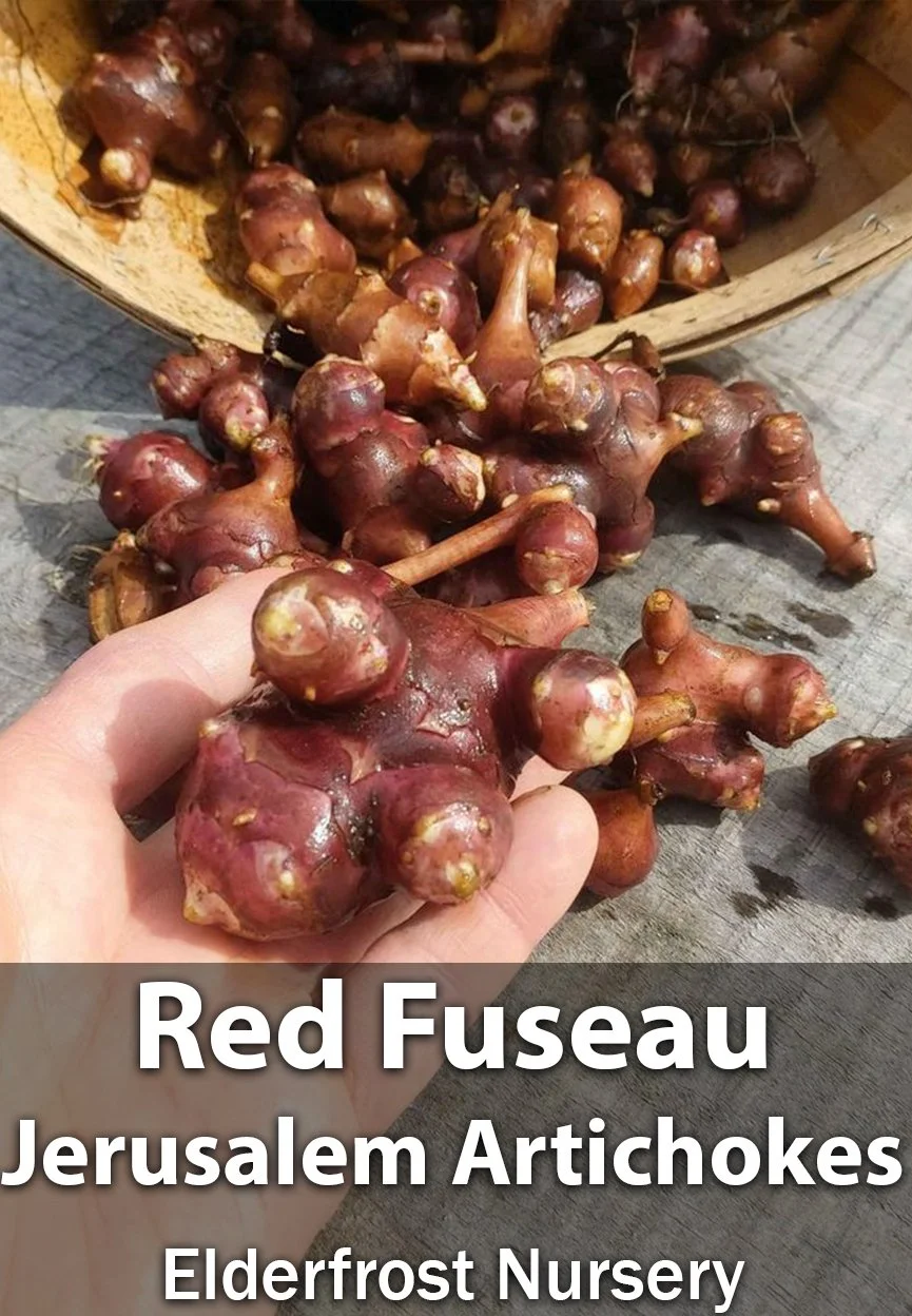 Jerusalem Artichoke Tubers  Red Fuseau Cultivar | Sunchoke Roots for Planting