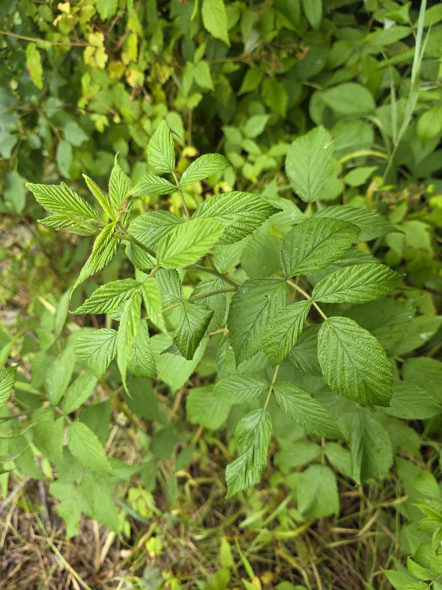original_leaves1.jpg