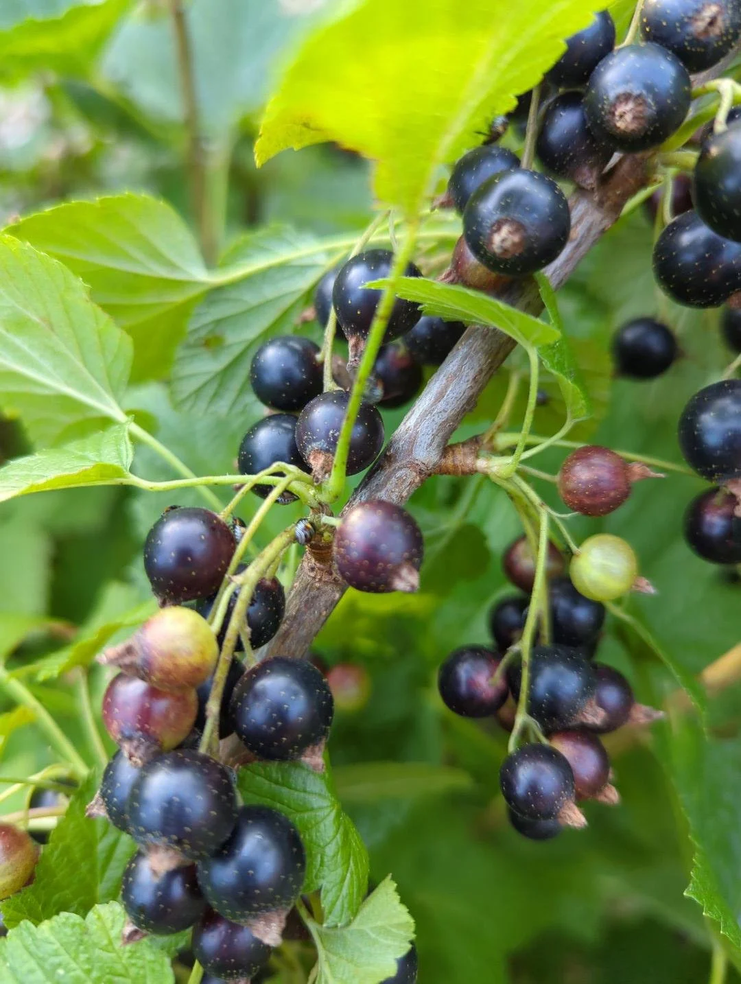 Black Currant