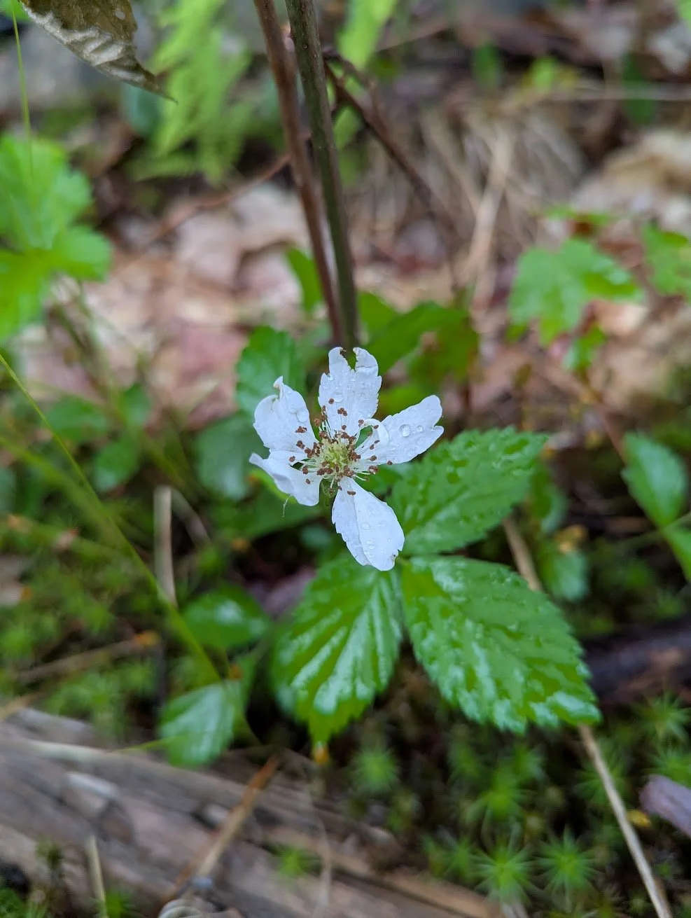 flowers3.jpg