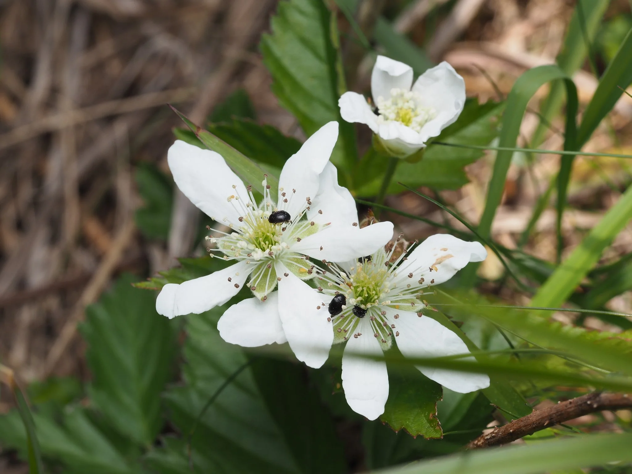 flowers1.jpg