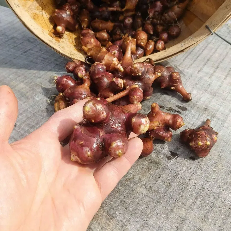 Jerusalem Artichoke Tubers | Sunchoke Roots for Planting
