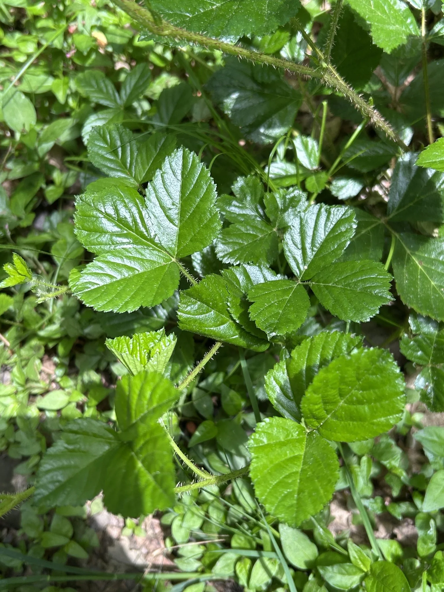 leaves.jpg