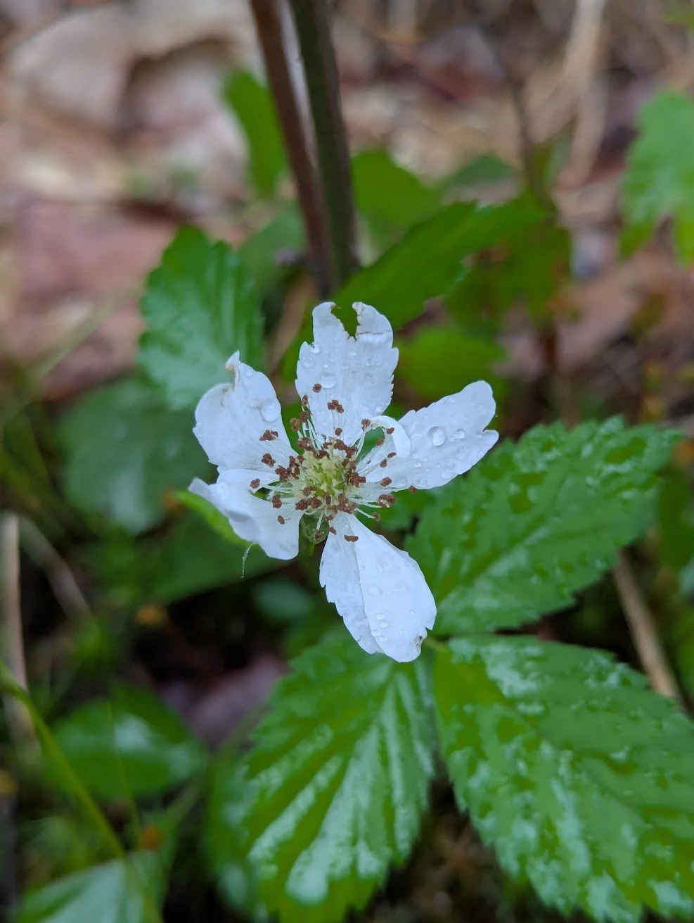flowers2.jpg