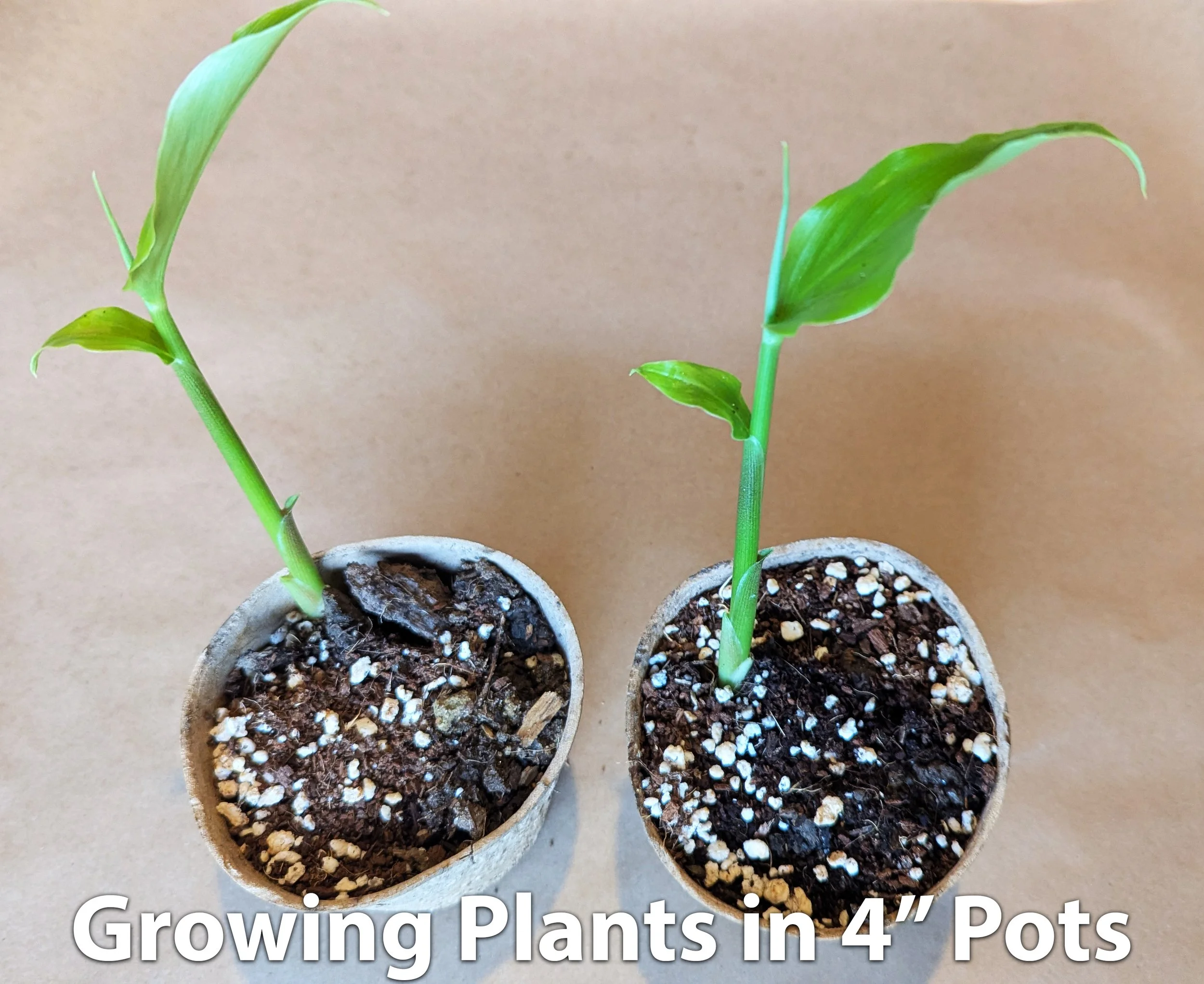 growing_plant_text2.jpg