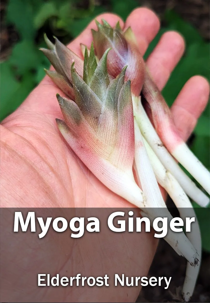 Main_image_label-myoga-ginger.jpg