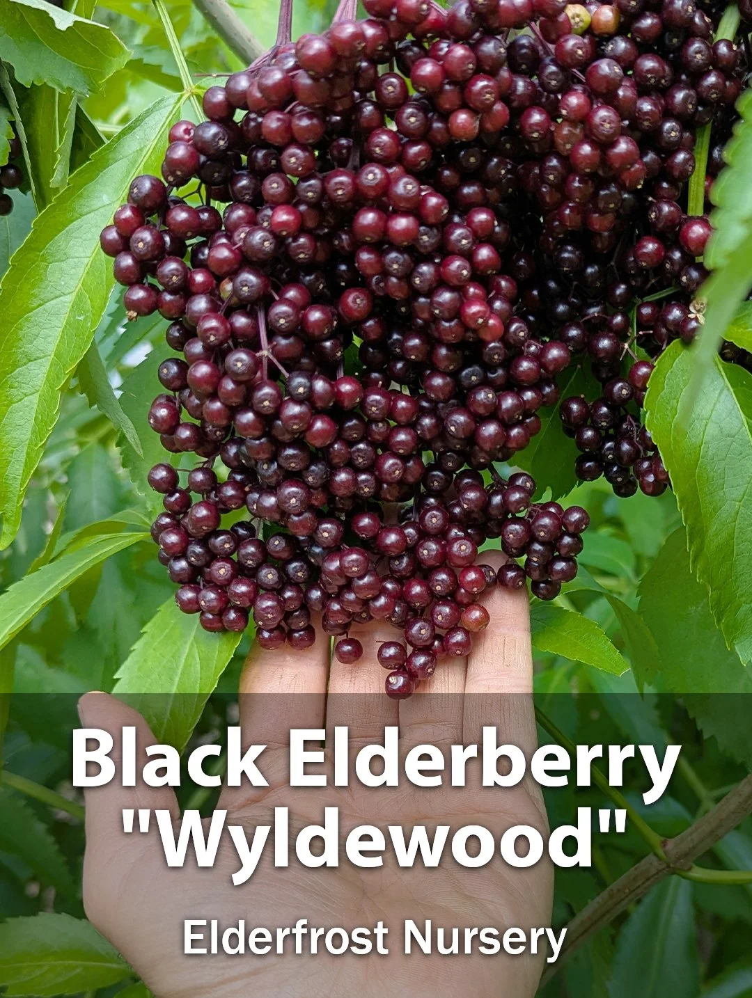 Wyldewood Black Elderberry Plants & Cuttings – Huge Clusters & Extended Late-Season Harvest